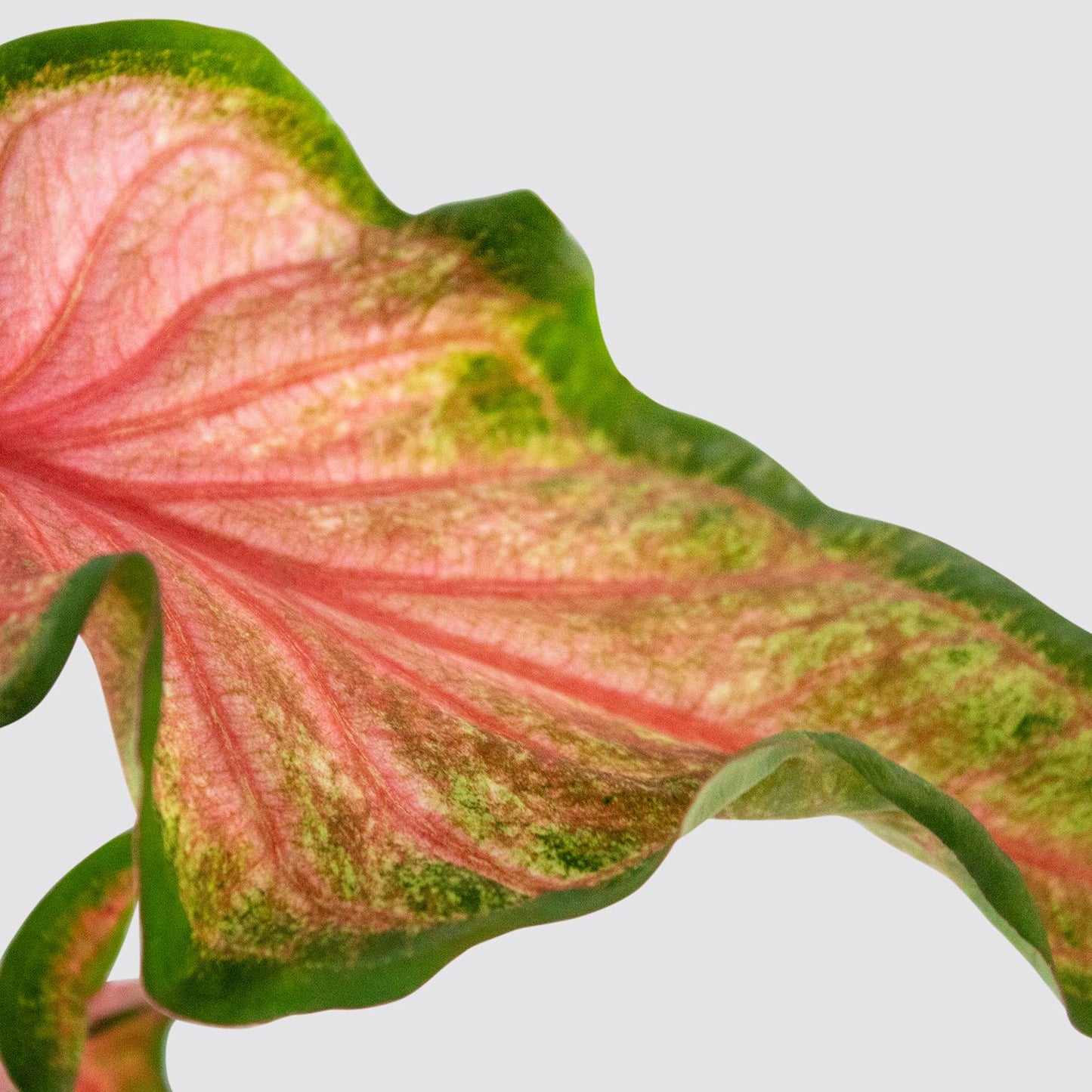 Caladium - Rose