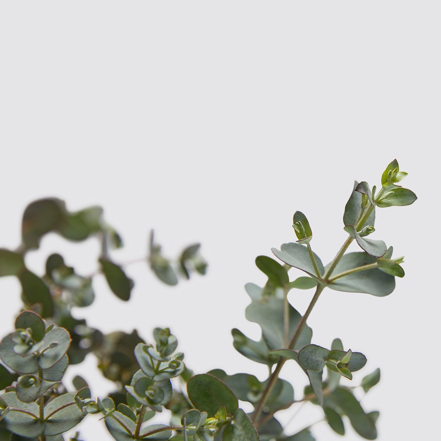 Eucalyptus Gunnii