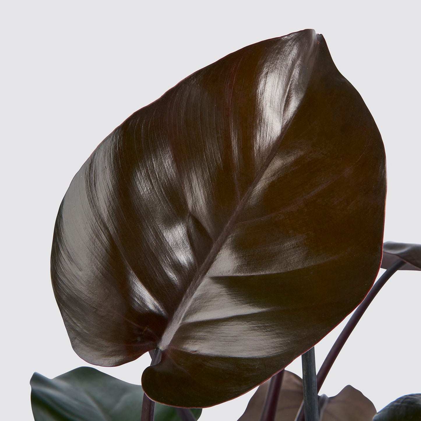 Philodendron 'purple congo'