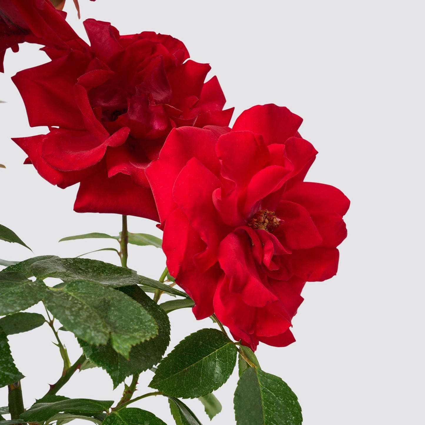Climbing rose - red