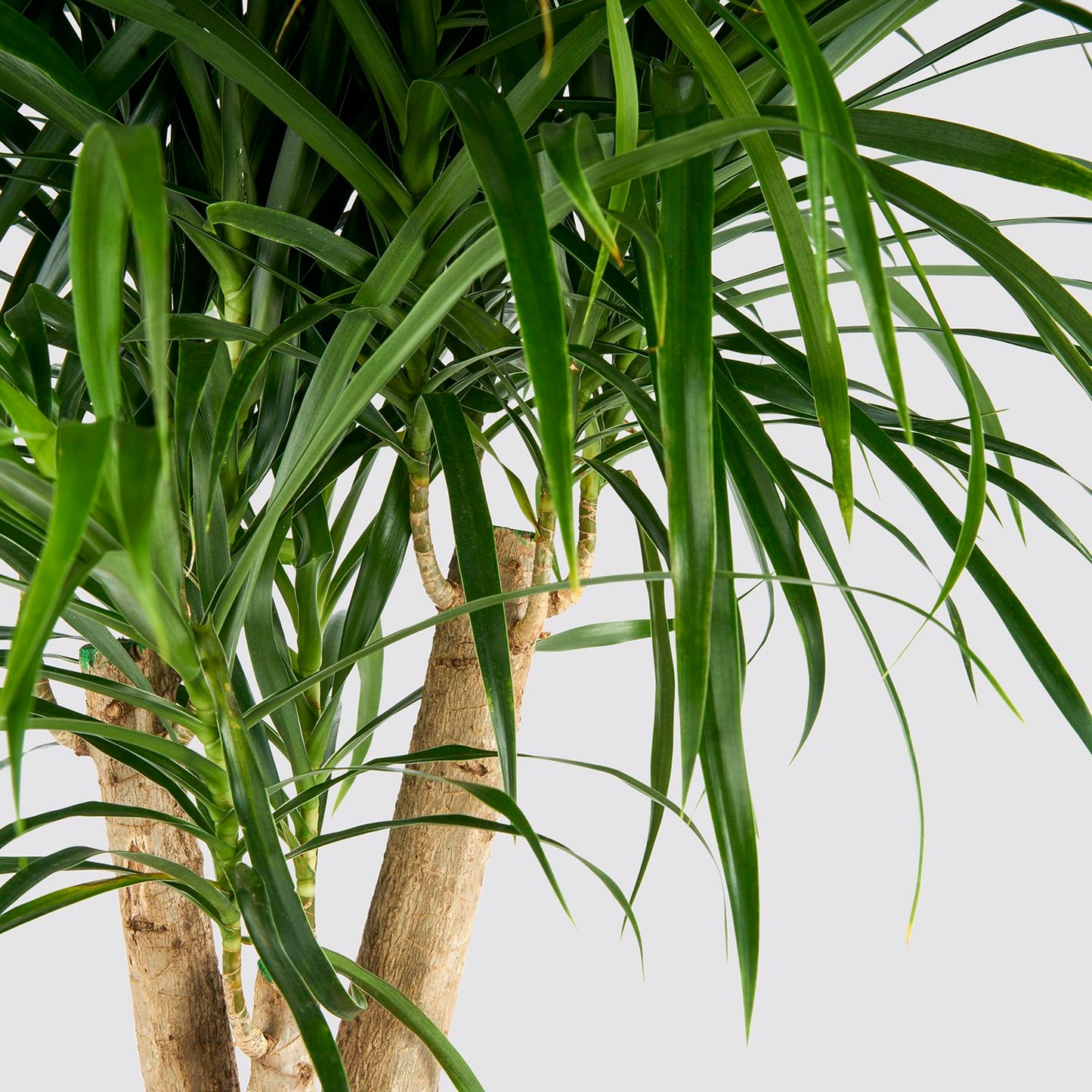 Dracaena 'anita' - tree