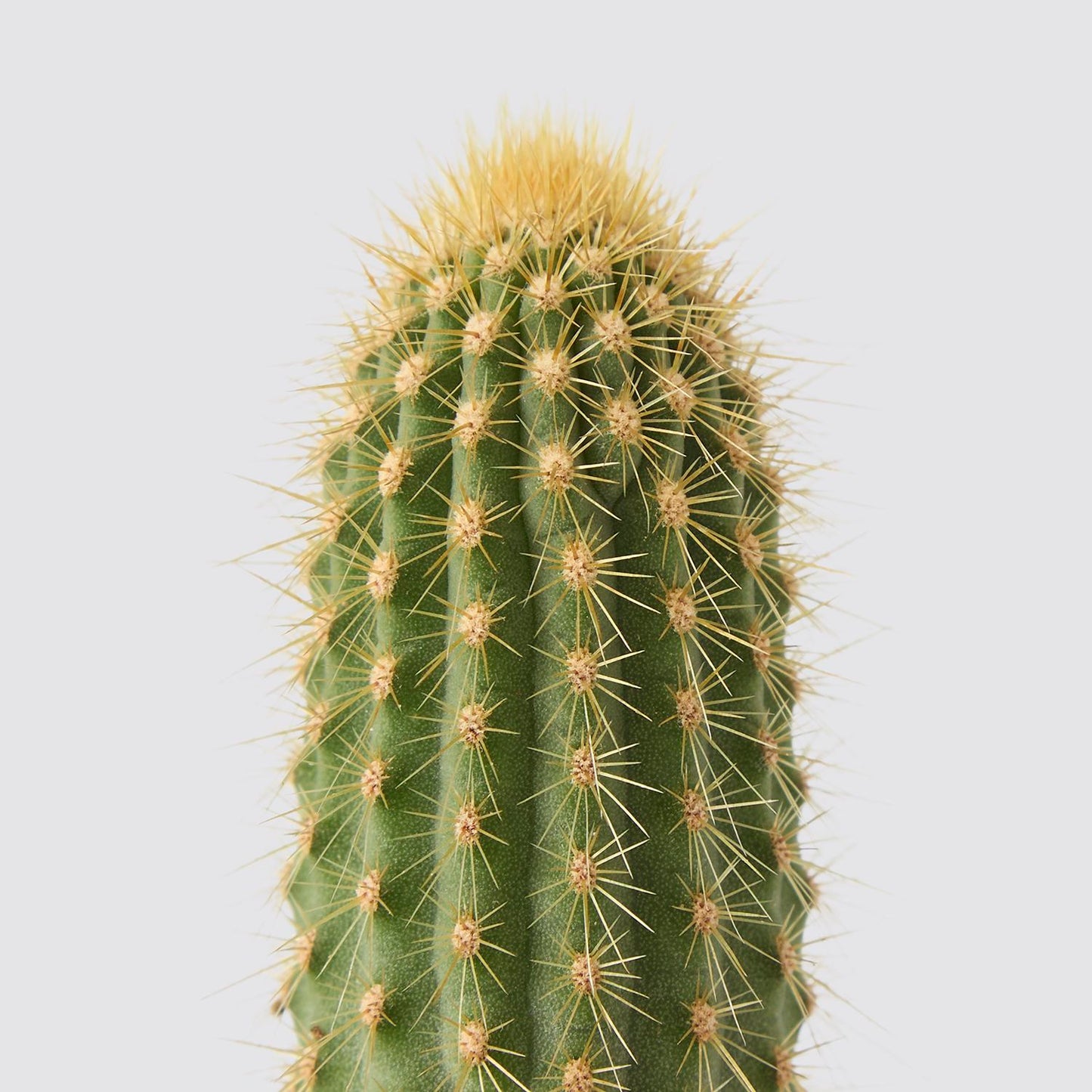 Vatricania guentherii