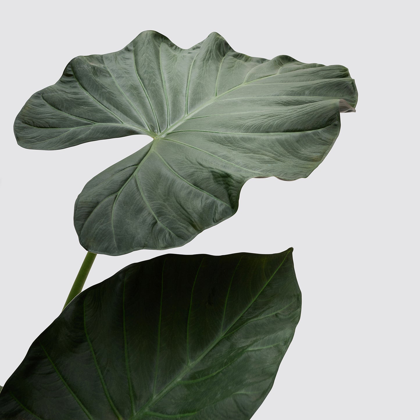 Alocasia 'Regal Shield' | Patch Plants