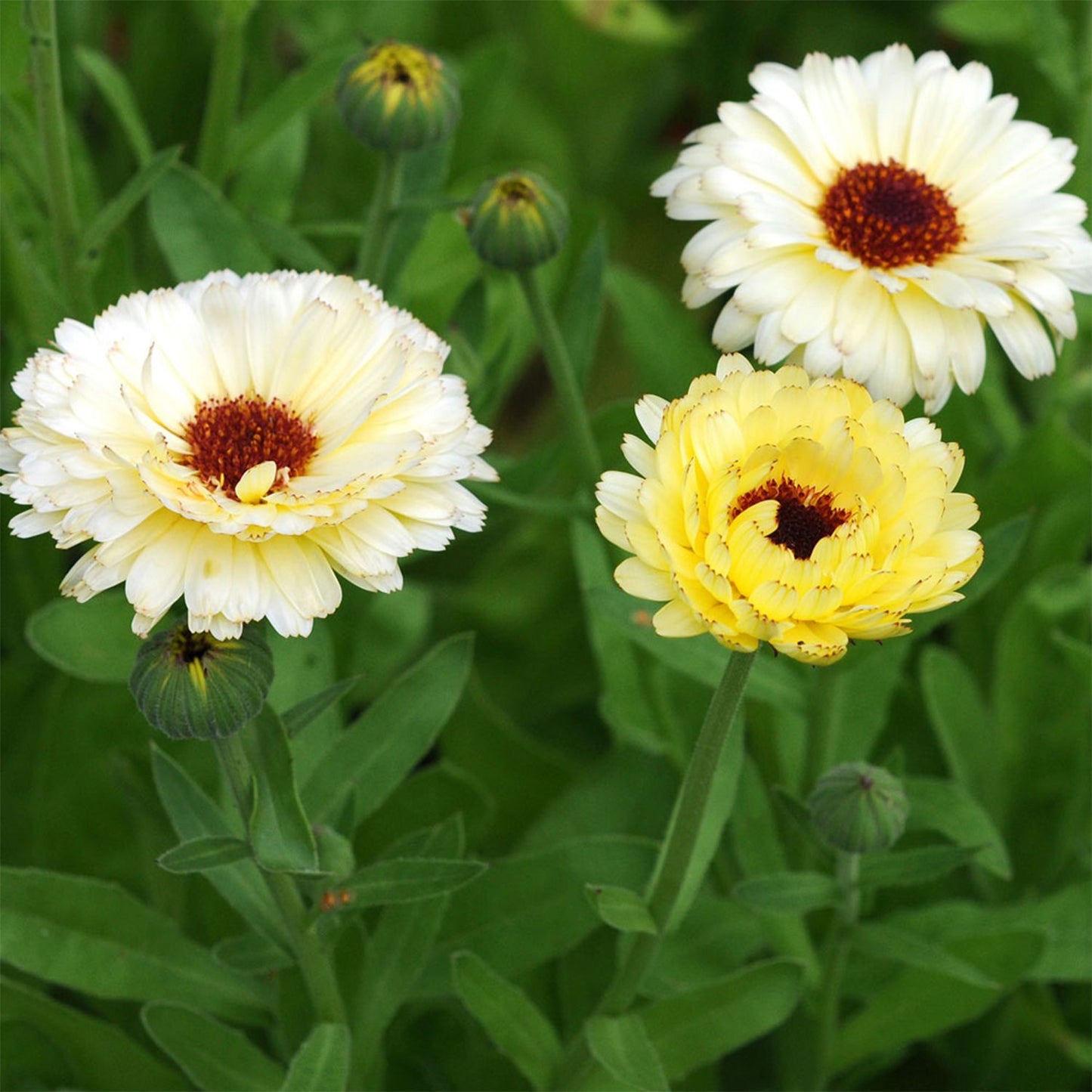 Edible Flowers Seeds Set