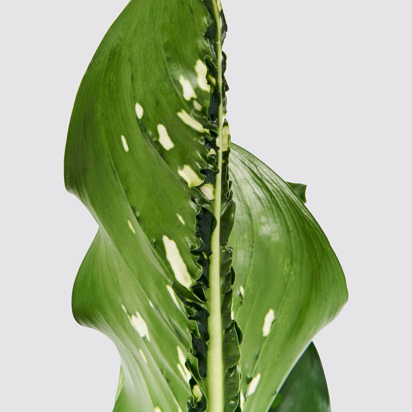 Dieffenbachia Cayman