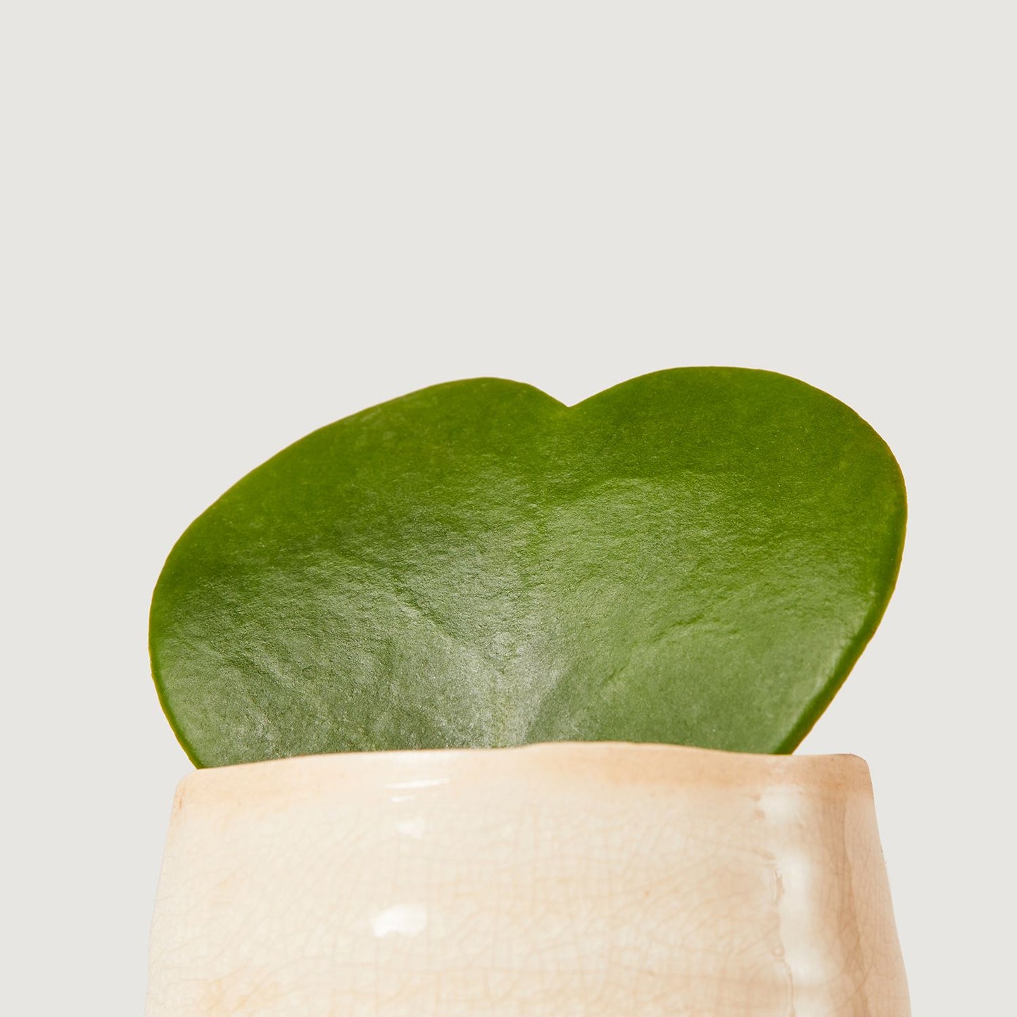 Sweetheart plant