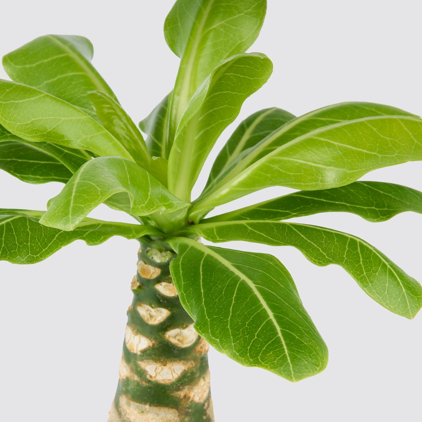 Brighamia insignis 'Hawaii Palm'