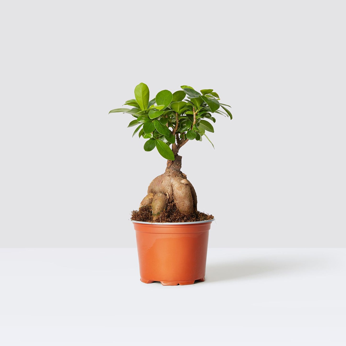 Ficus ginseng