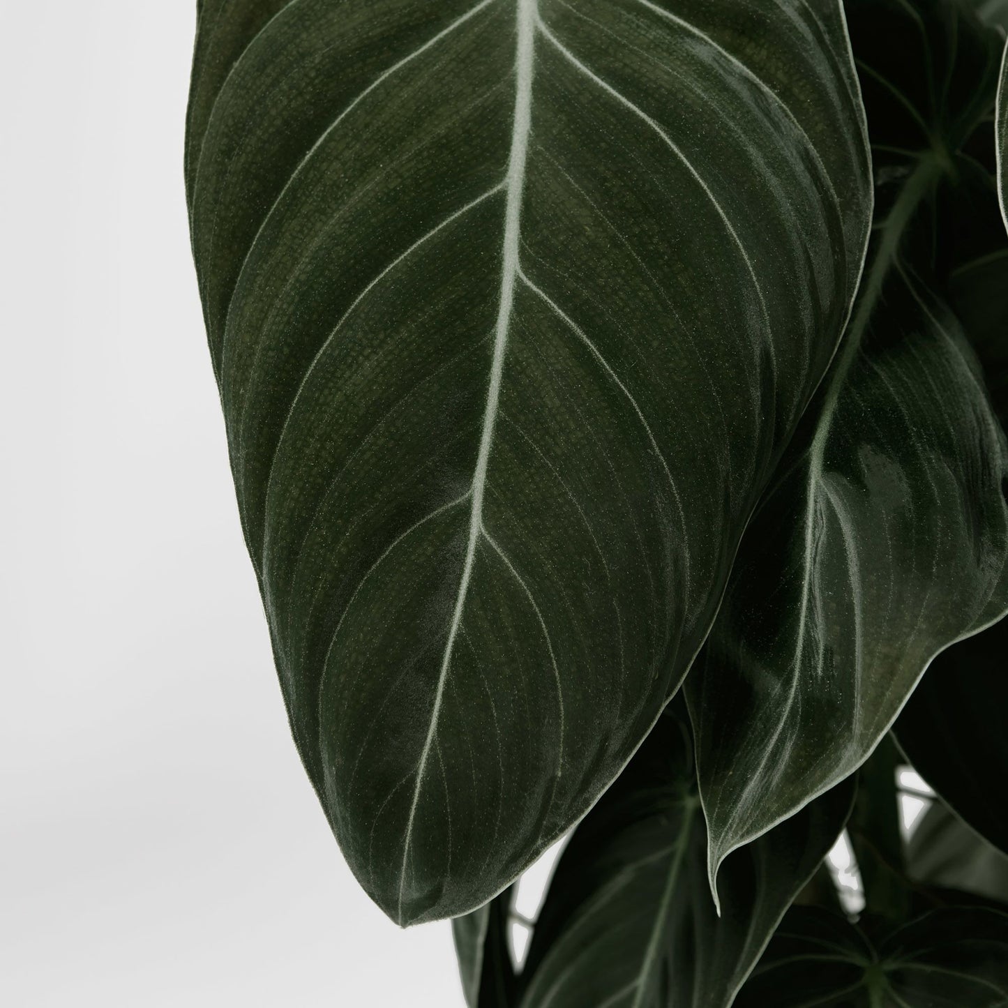Philodendron melanochrysum