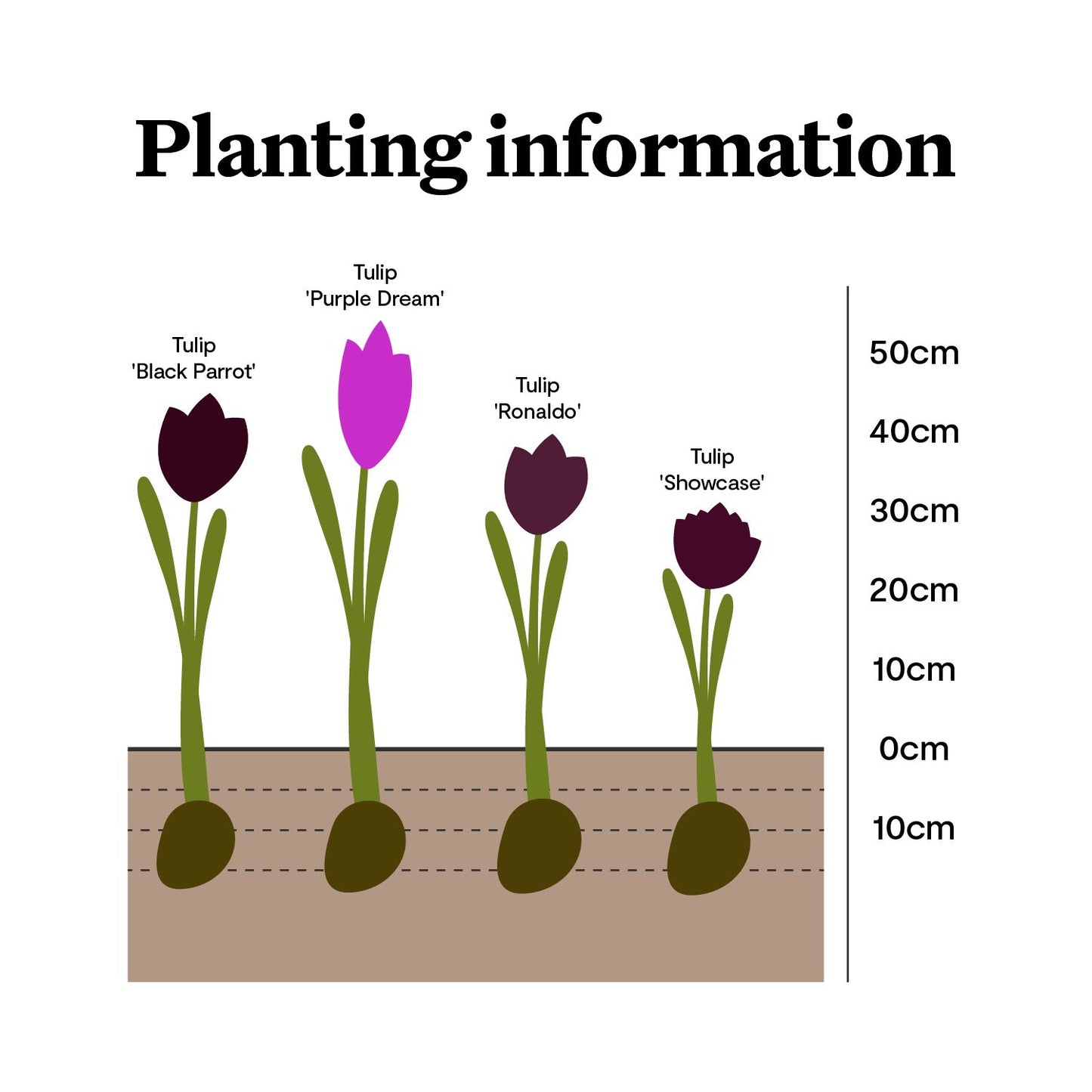 Dark Tulip spring bulbs