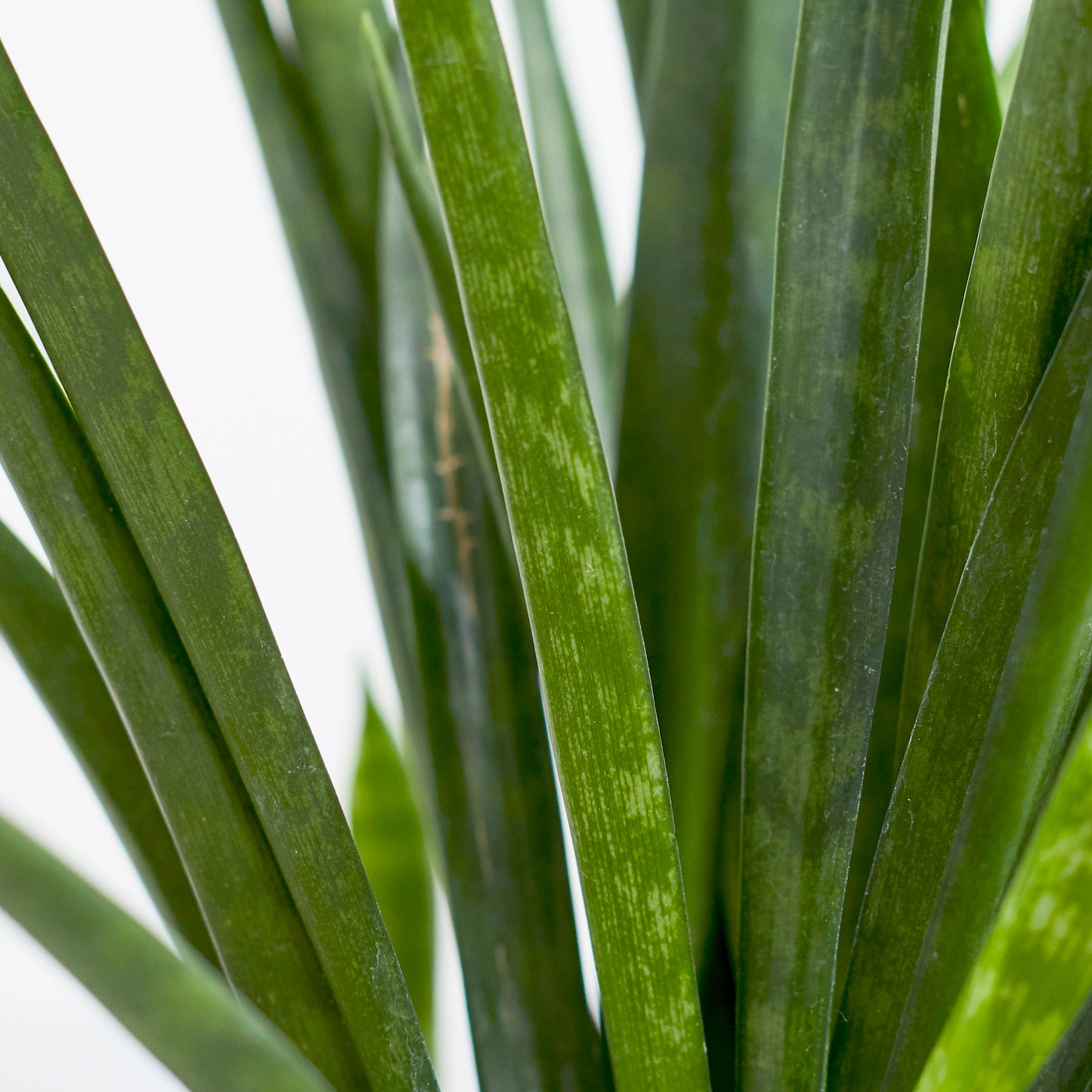 Sansevieria Kirkii