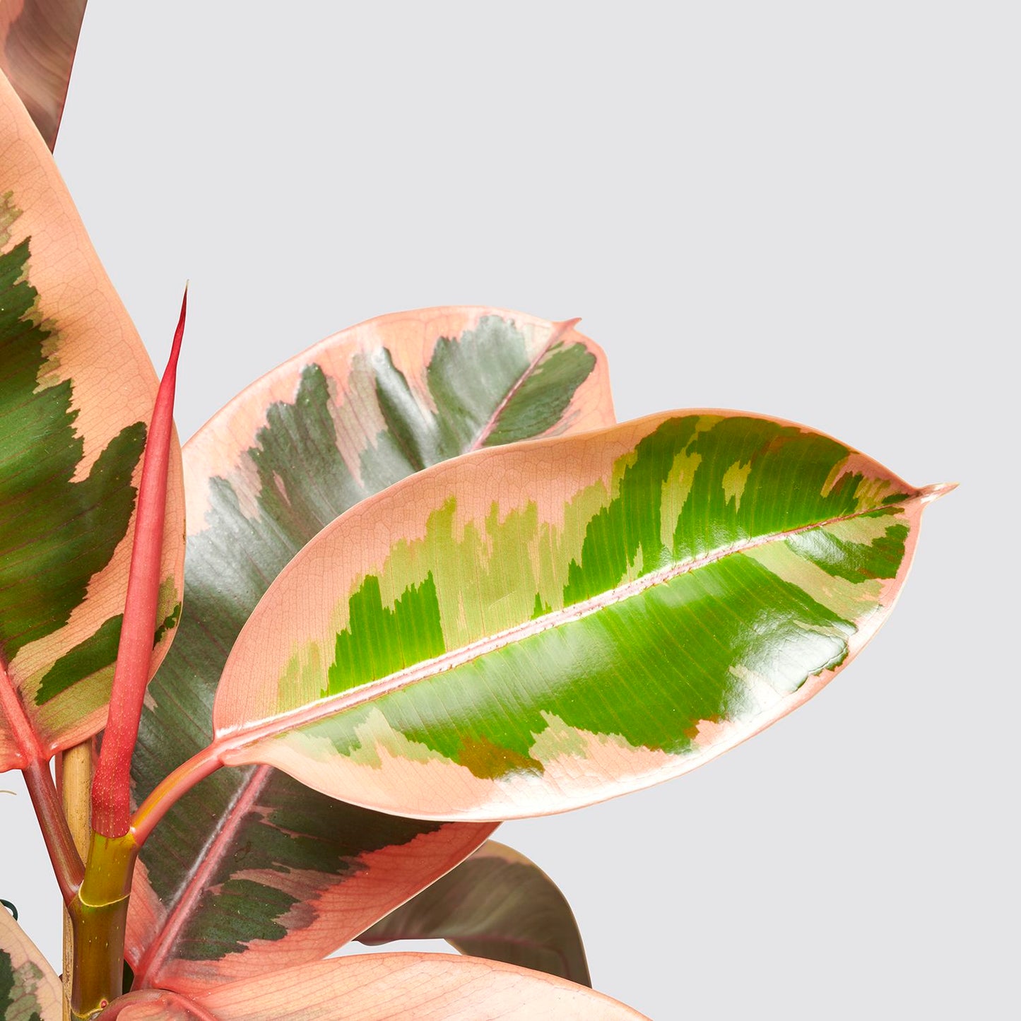 Ficus belize