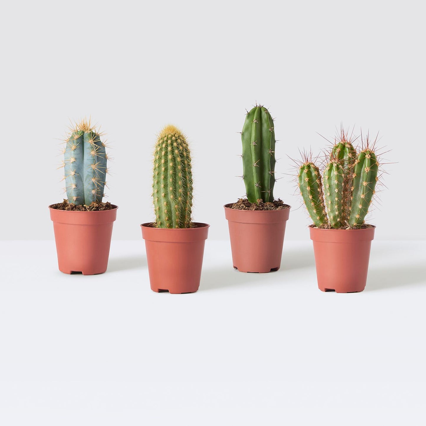 Mini cactus set - tall