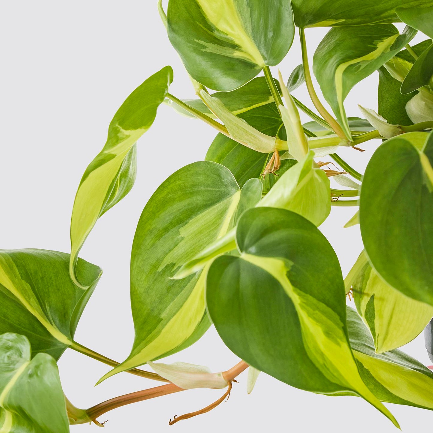 Philiodendron 'Brasil'