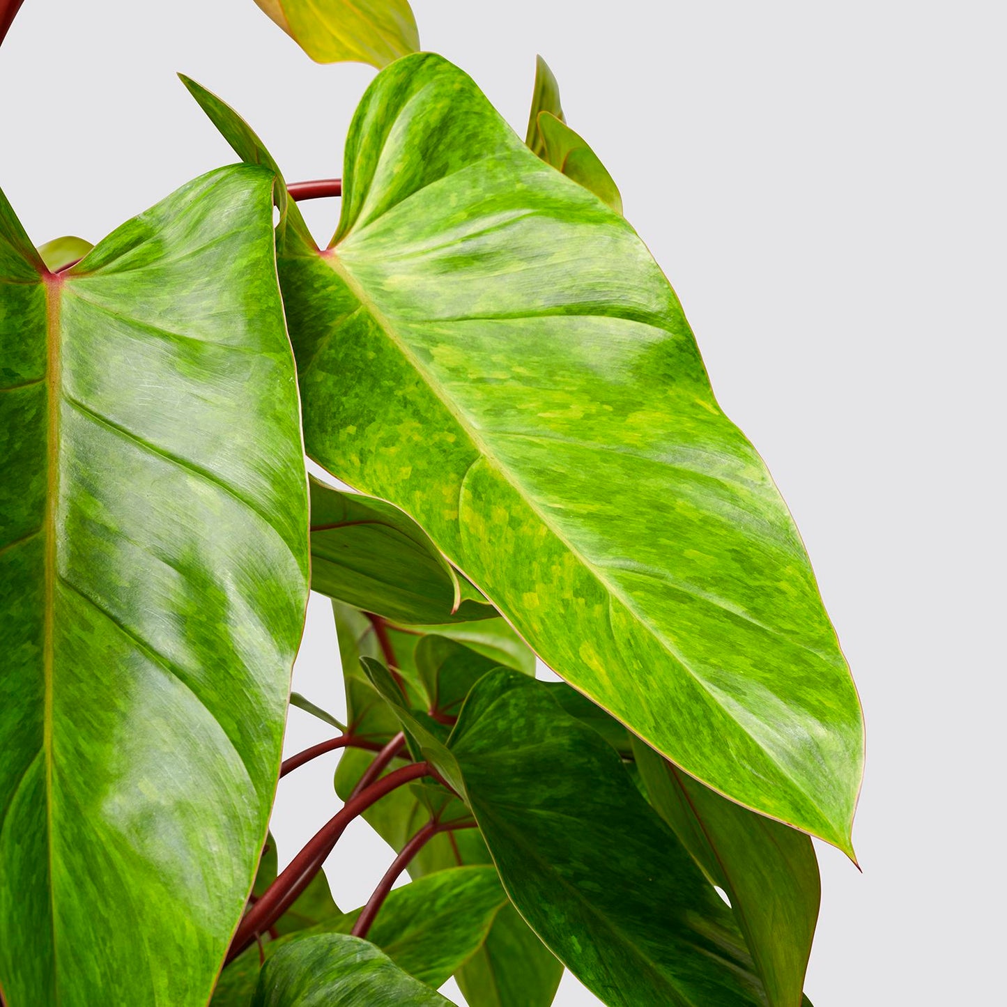 Philodendron painted lady