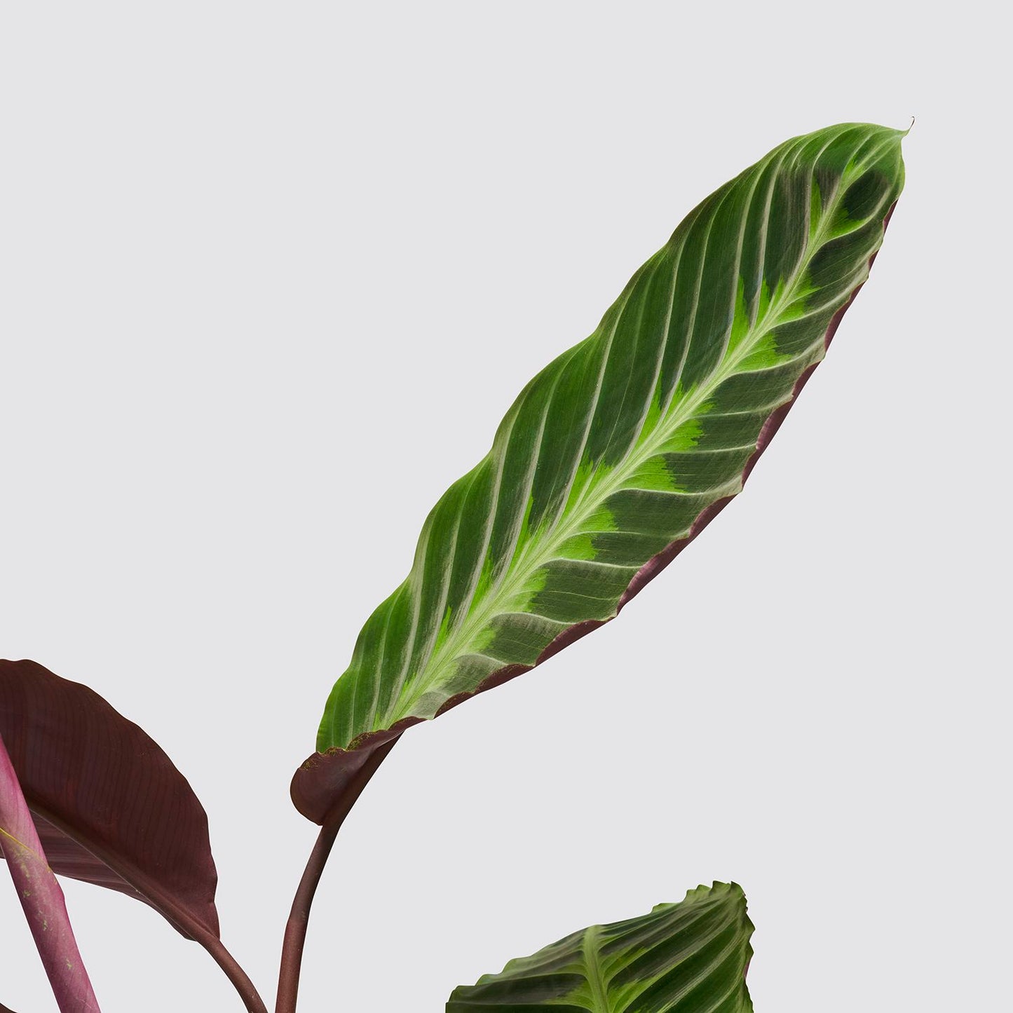 Calathea Warscewiczii