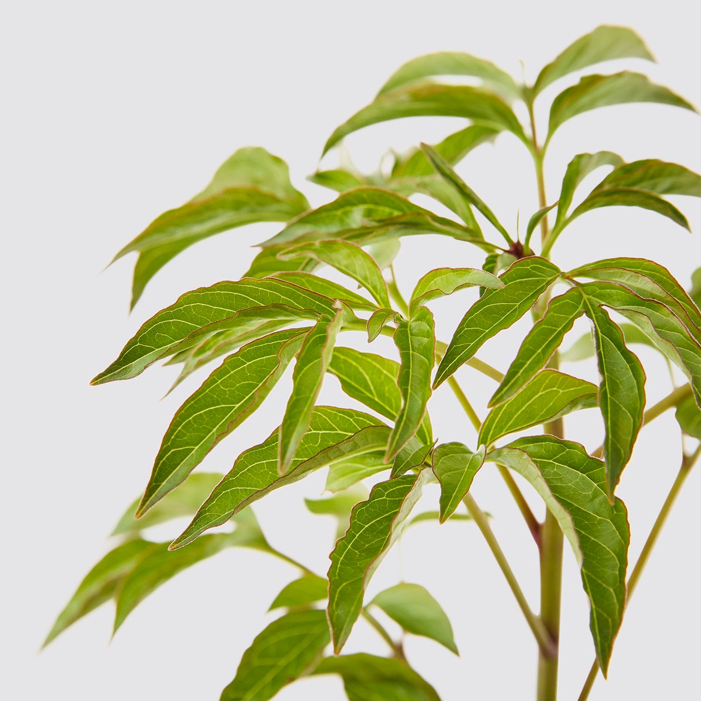 Peony potted roots - pink