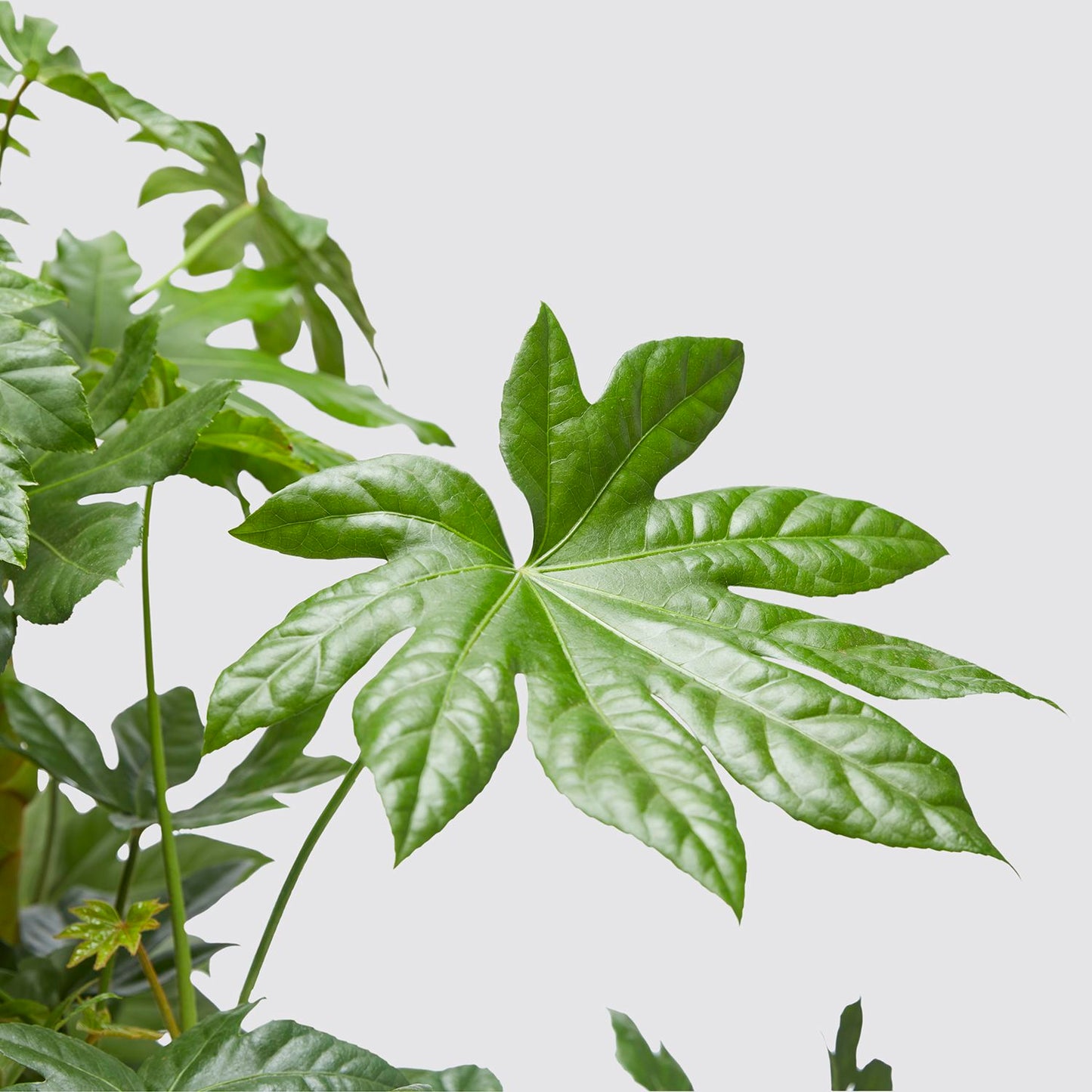 Fatsia Japonica