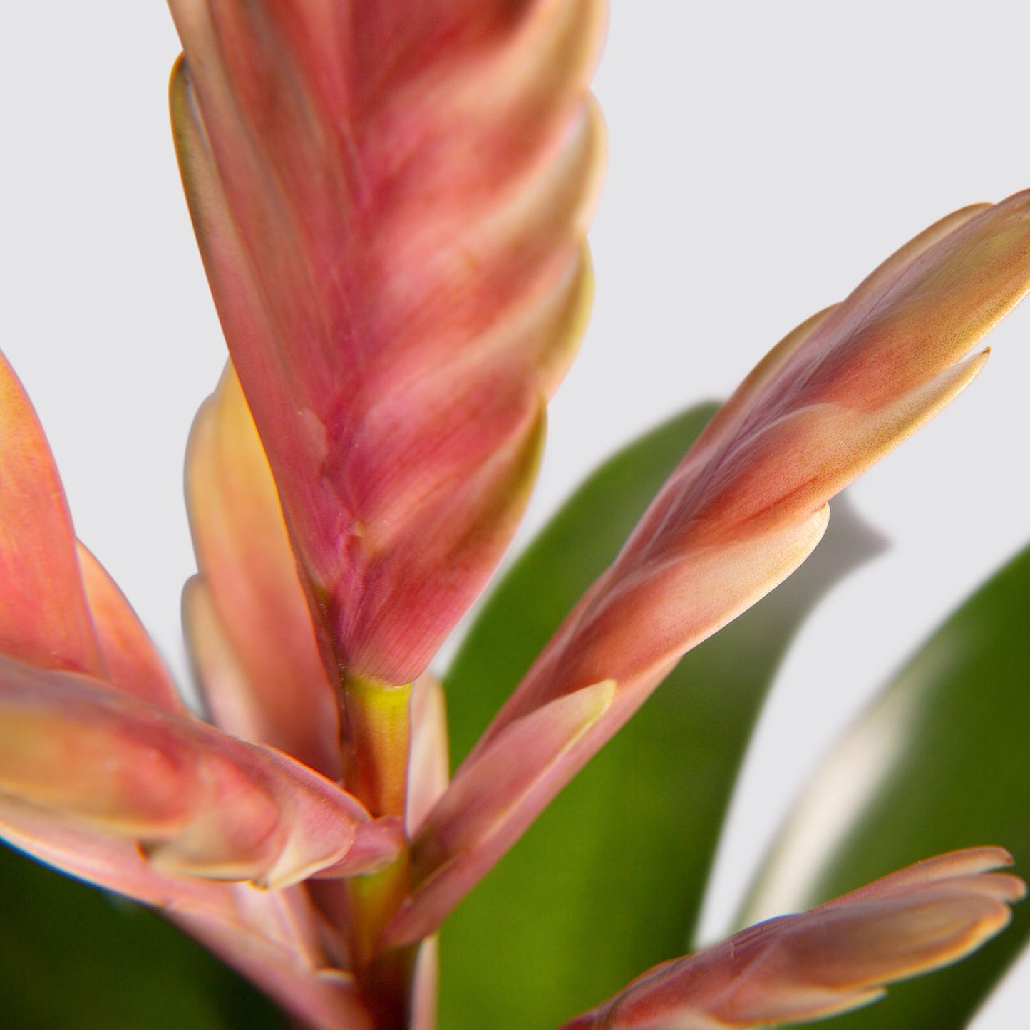 Flaming sword - pink