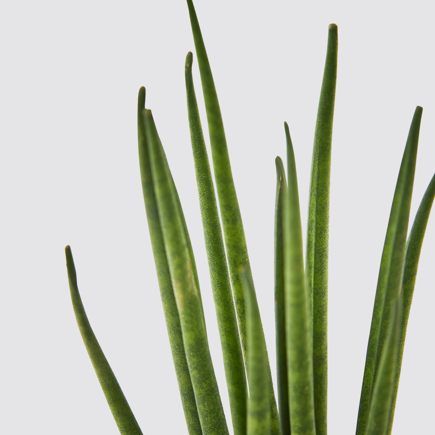 Sansevieria Mikado