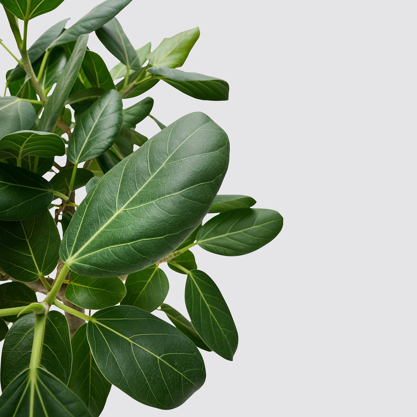 Ficus benghalensis 'Audrey' | Patch Plants