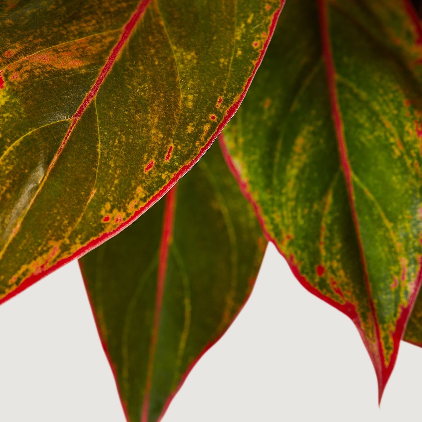 Red Chinese evergreen