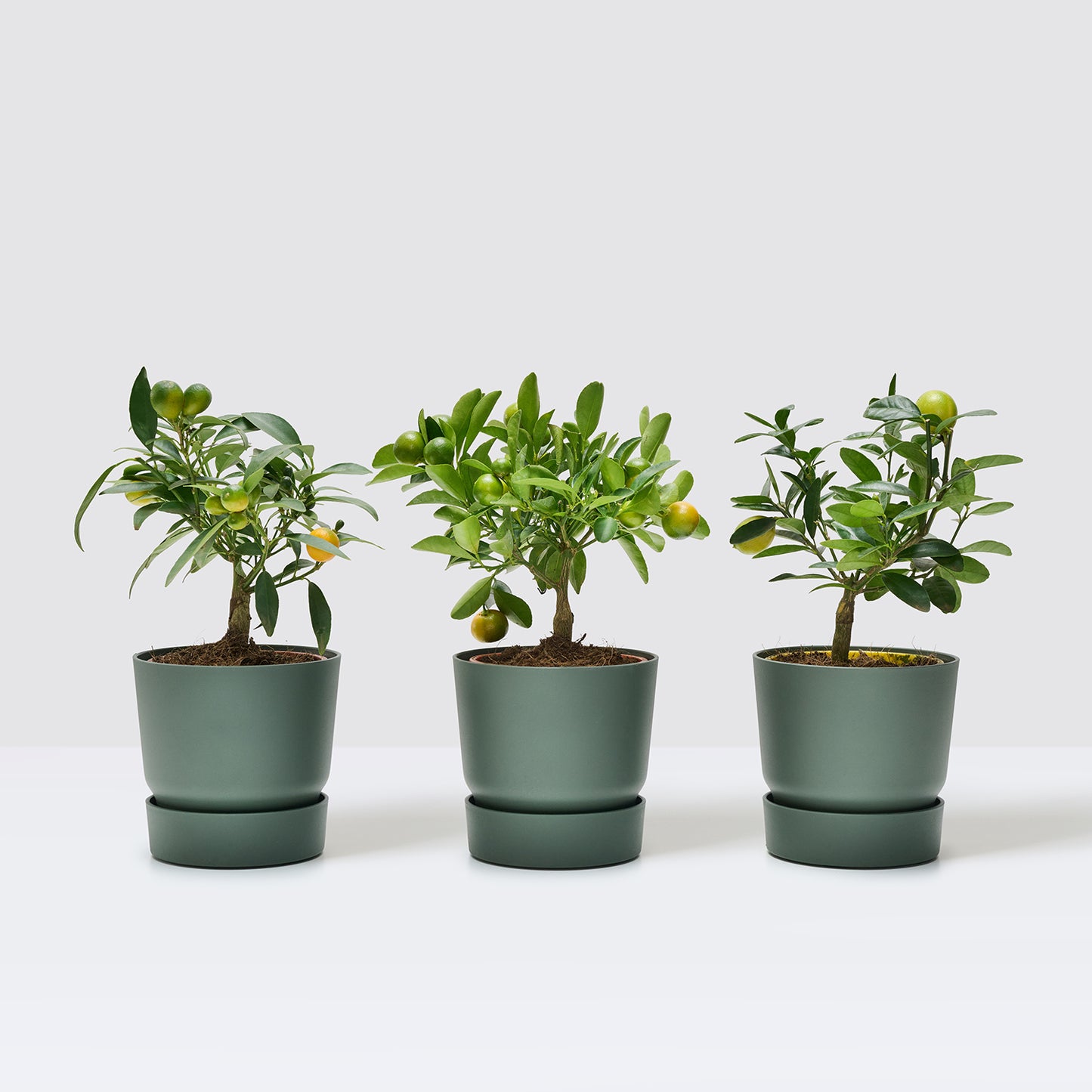 Mini citrus trio - Reservoir pots included | Patch Plants