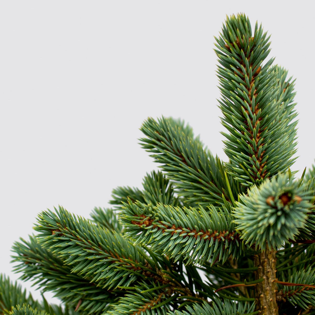 Pot Grown Blue Spruce