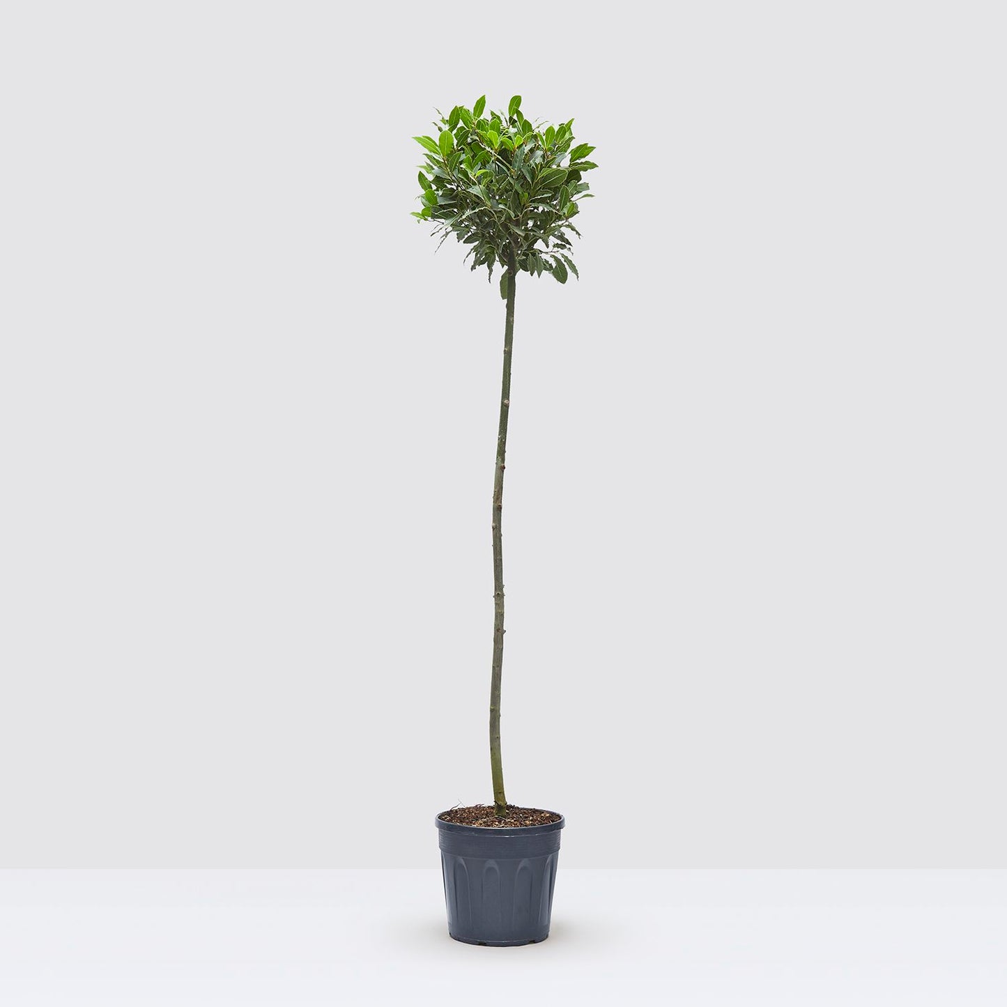 Laura tree