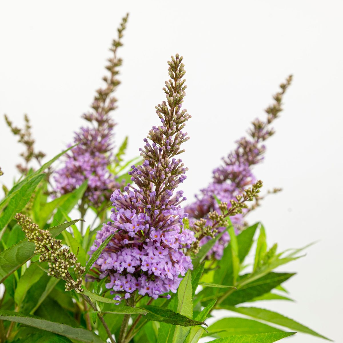 Buddleia 'Little Lila'