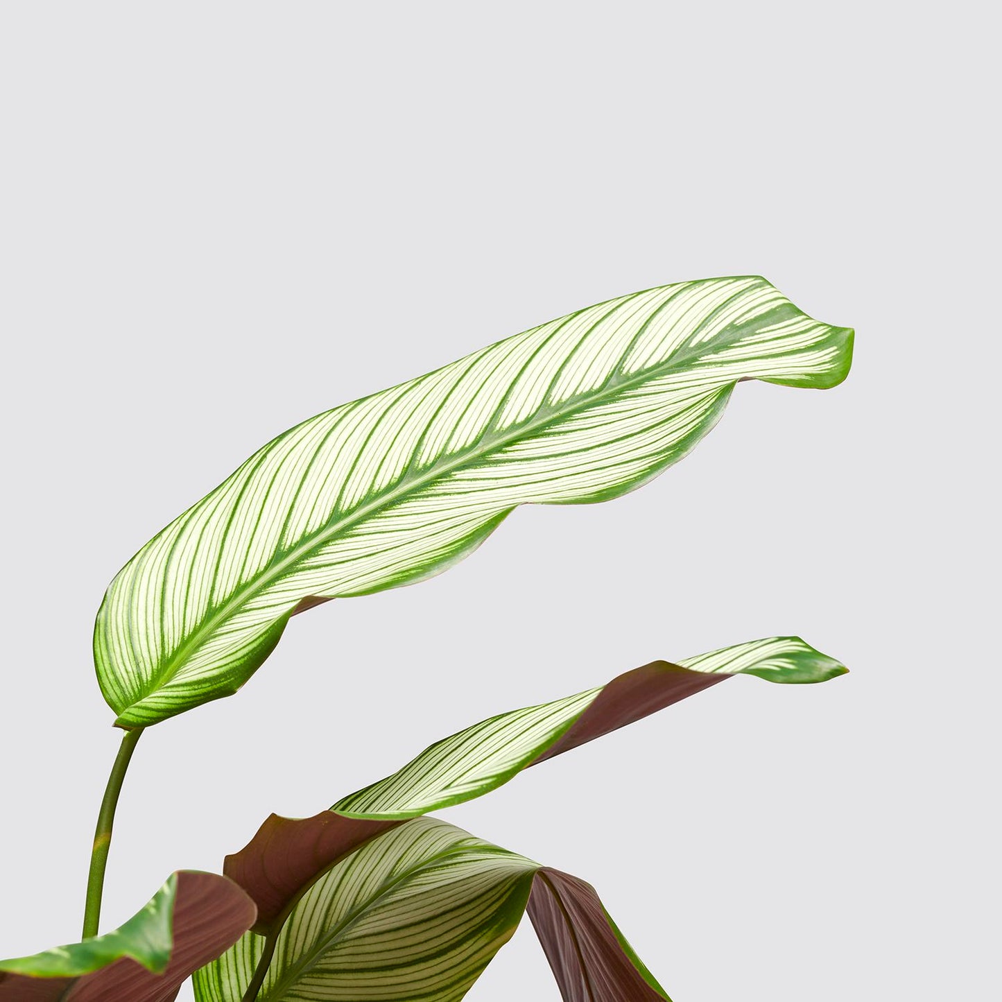 Calathea whitestar