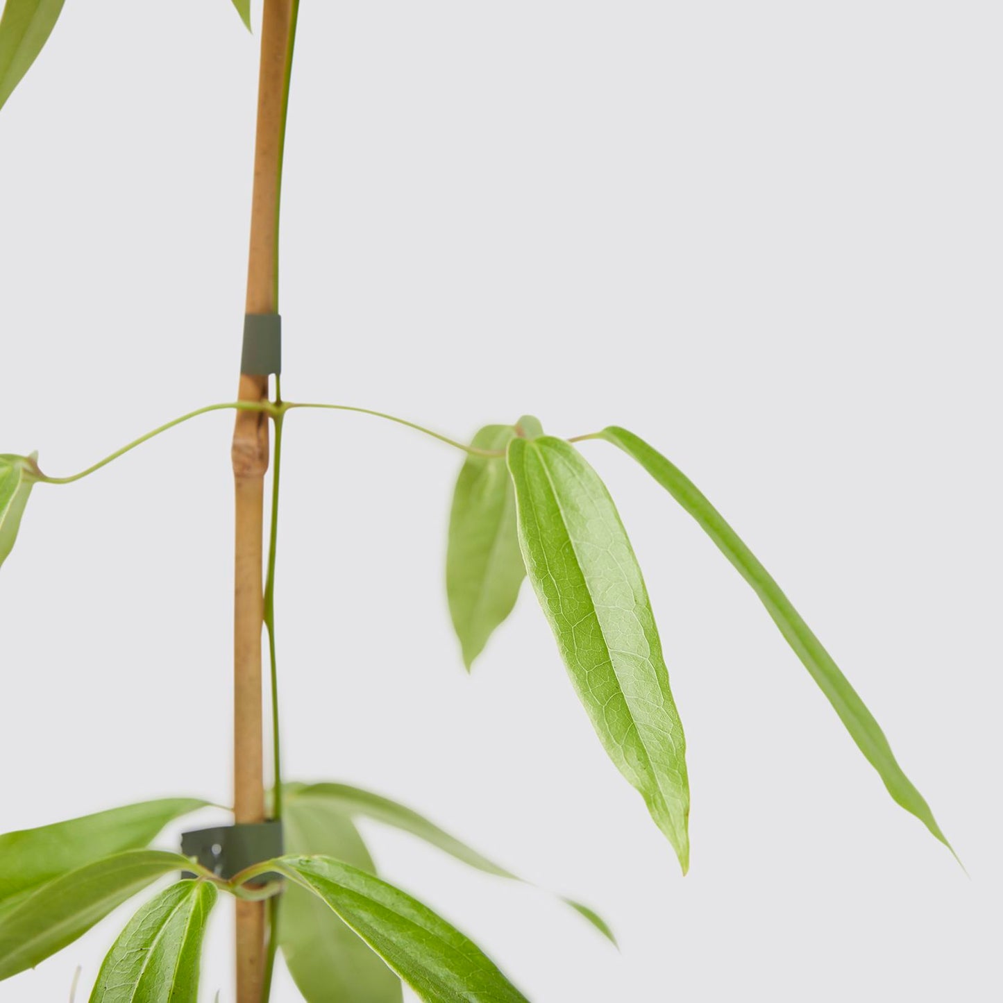 Clematis armandii
