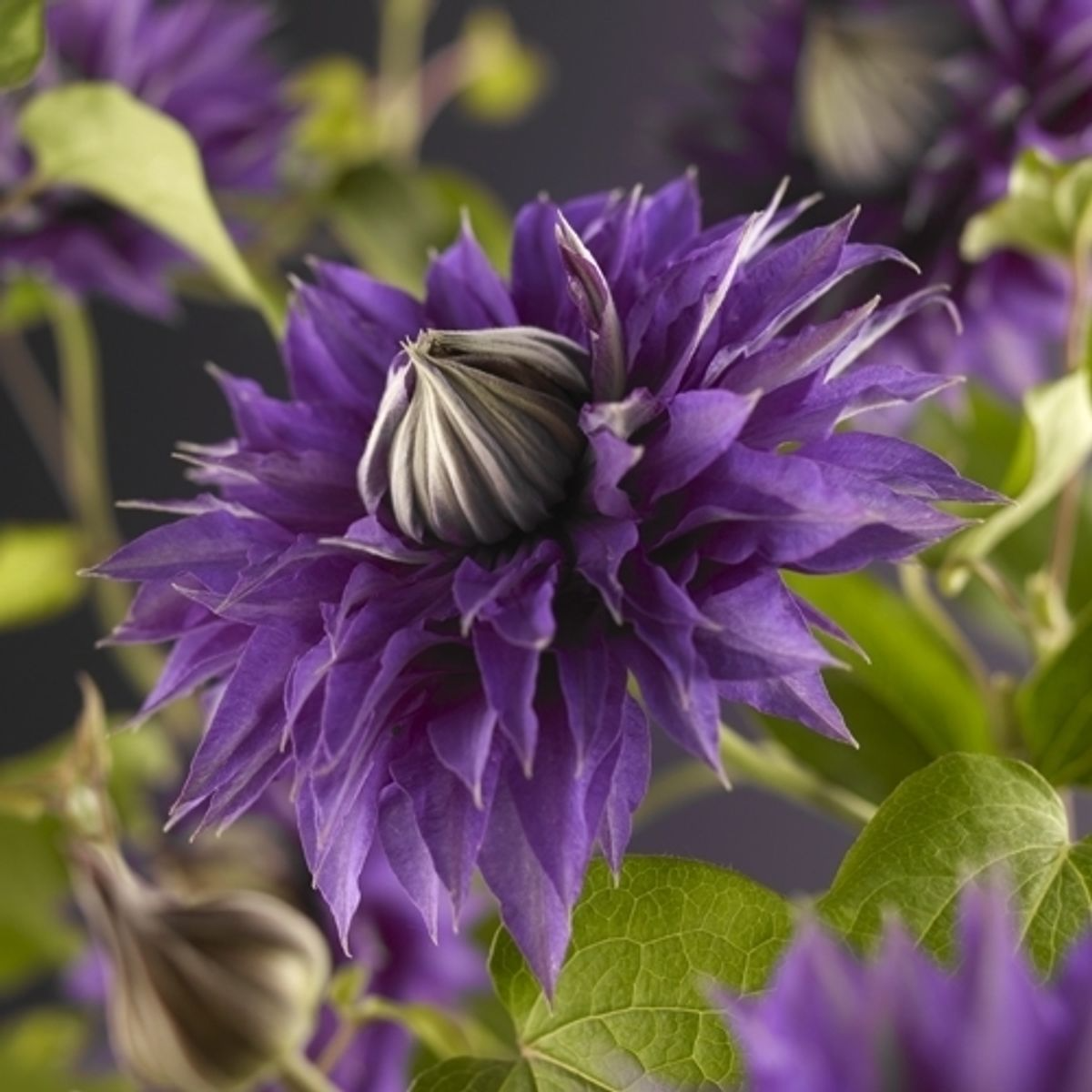 Clematis - multi blue