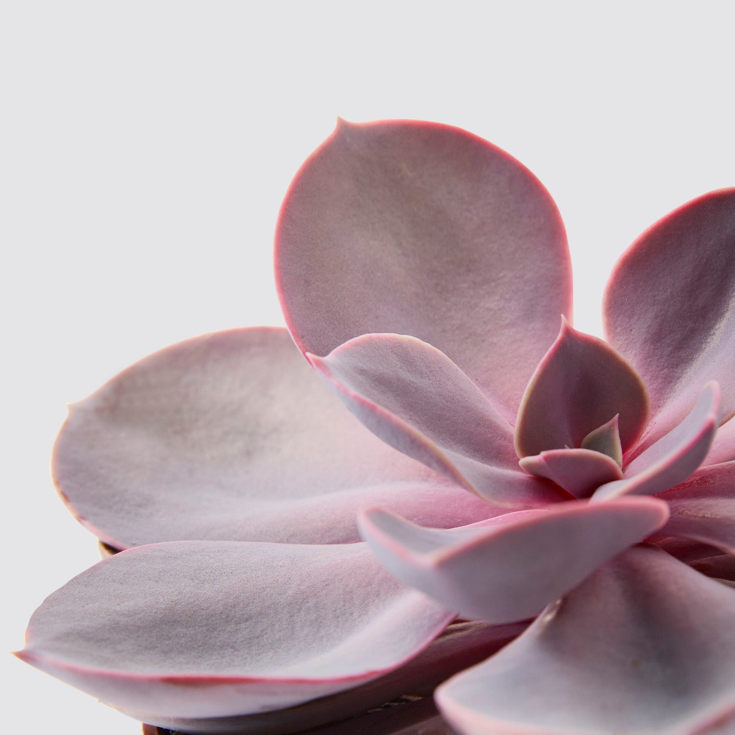 Echeveria 'purple pearl'