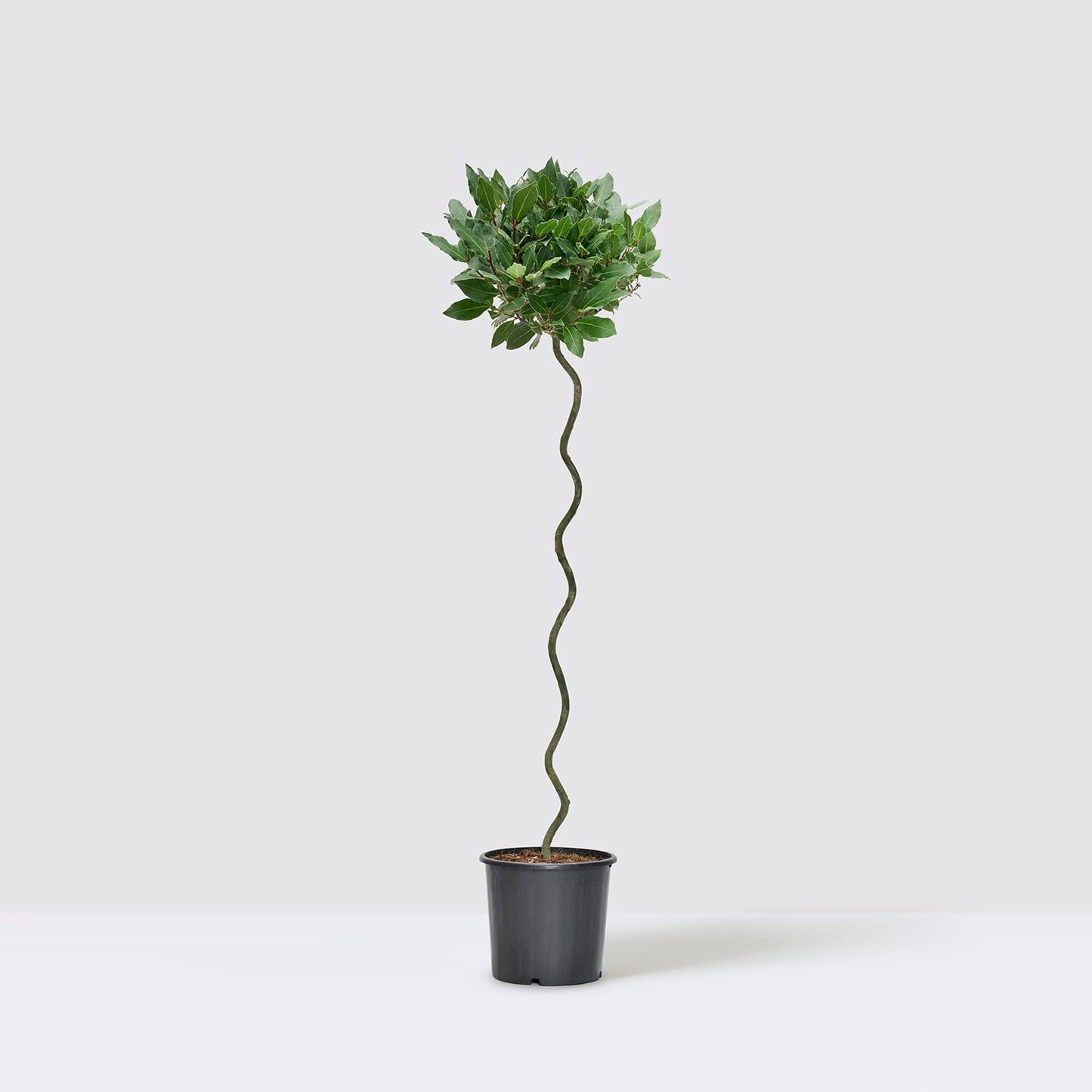 Twist Stem Bay Tree