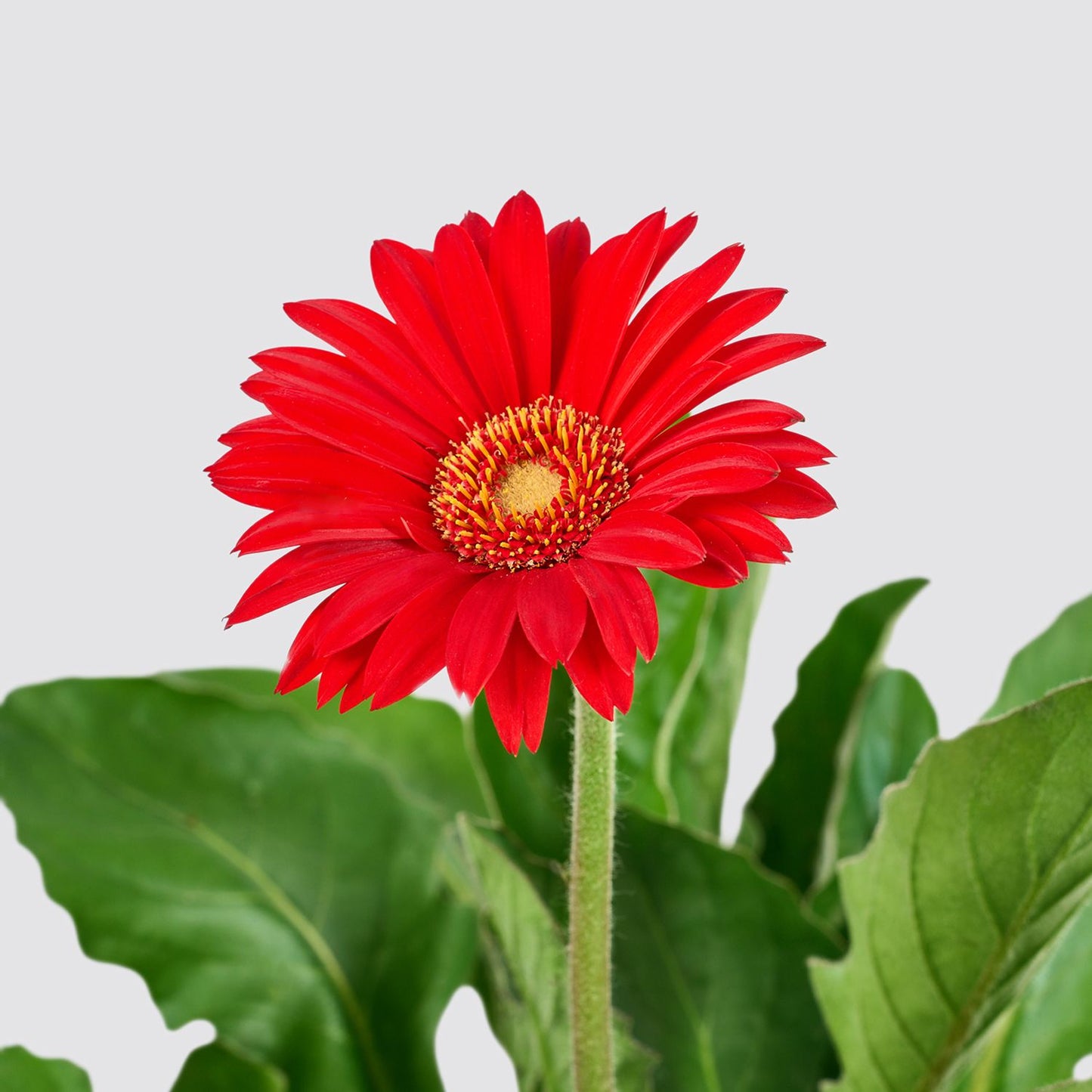Gerbera - Red