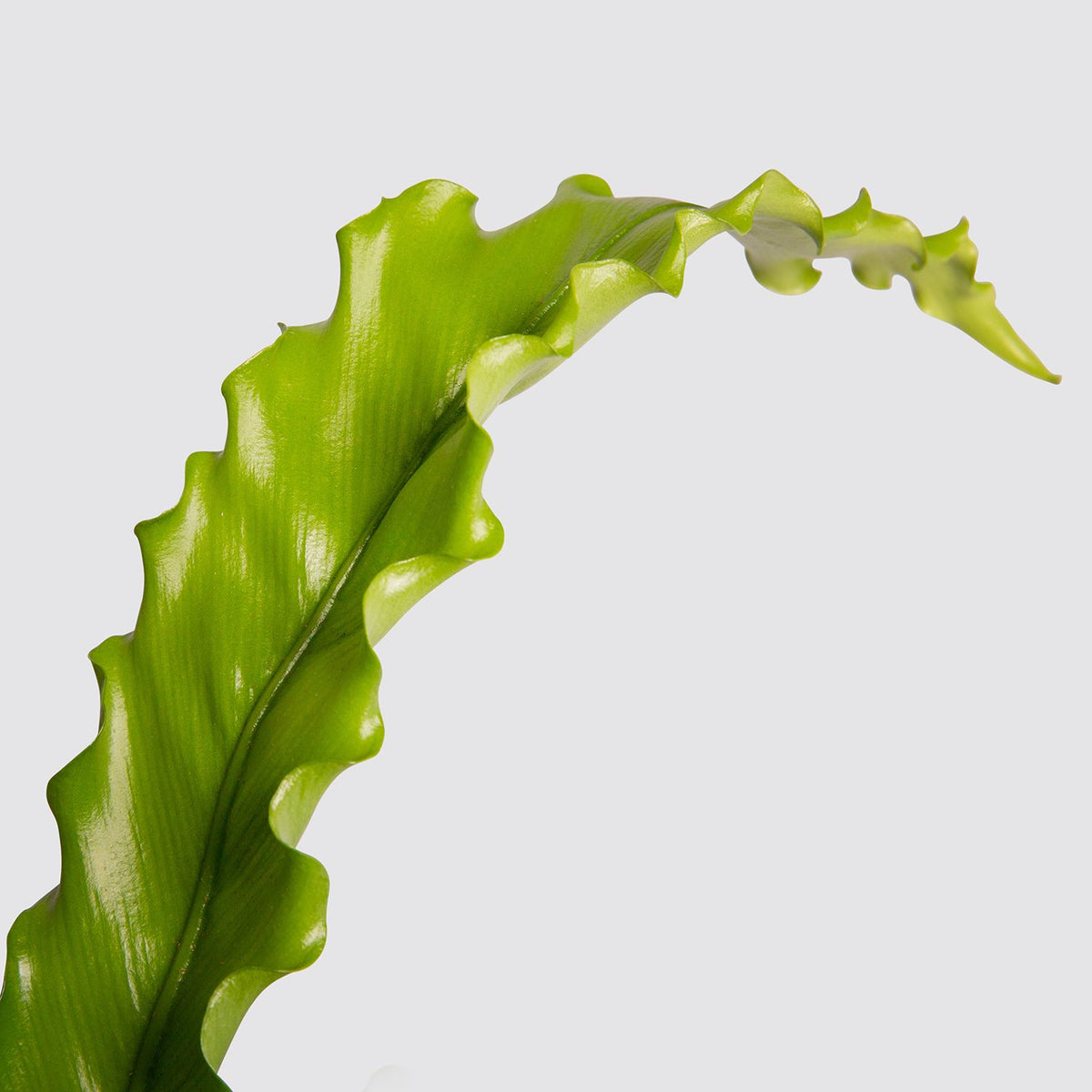 Asplenium osaka