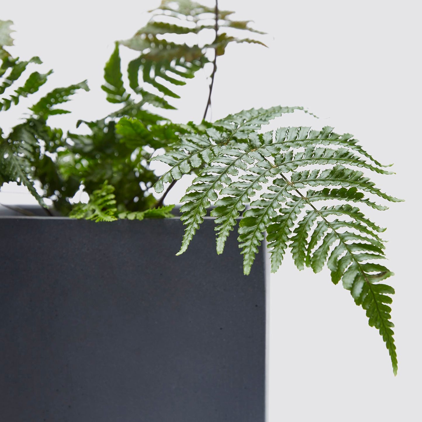 Mahogany Fern