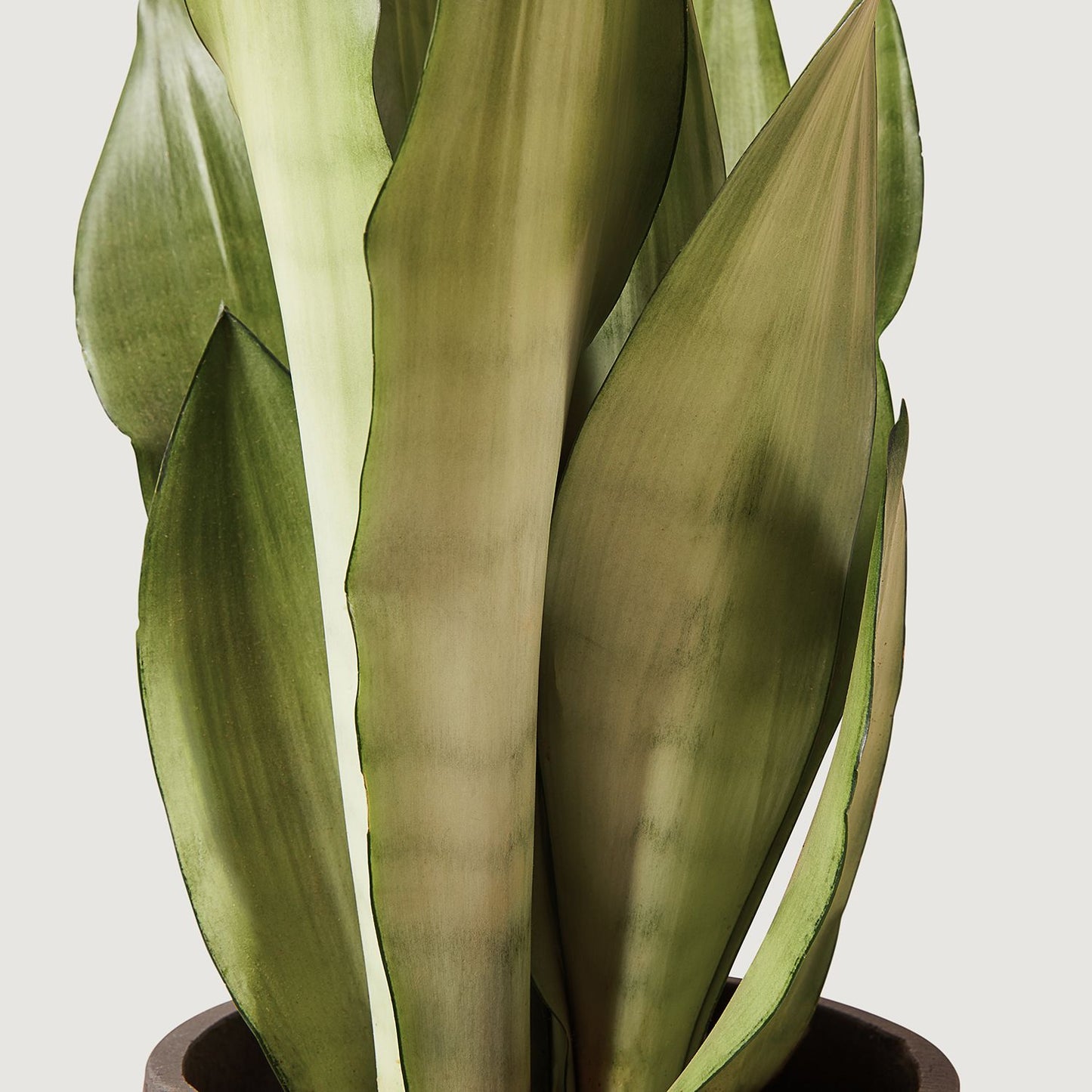 Sansevieria moonshine