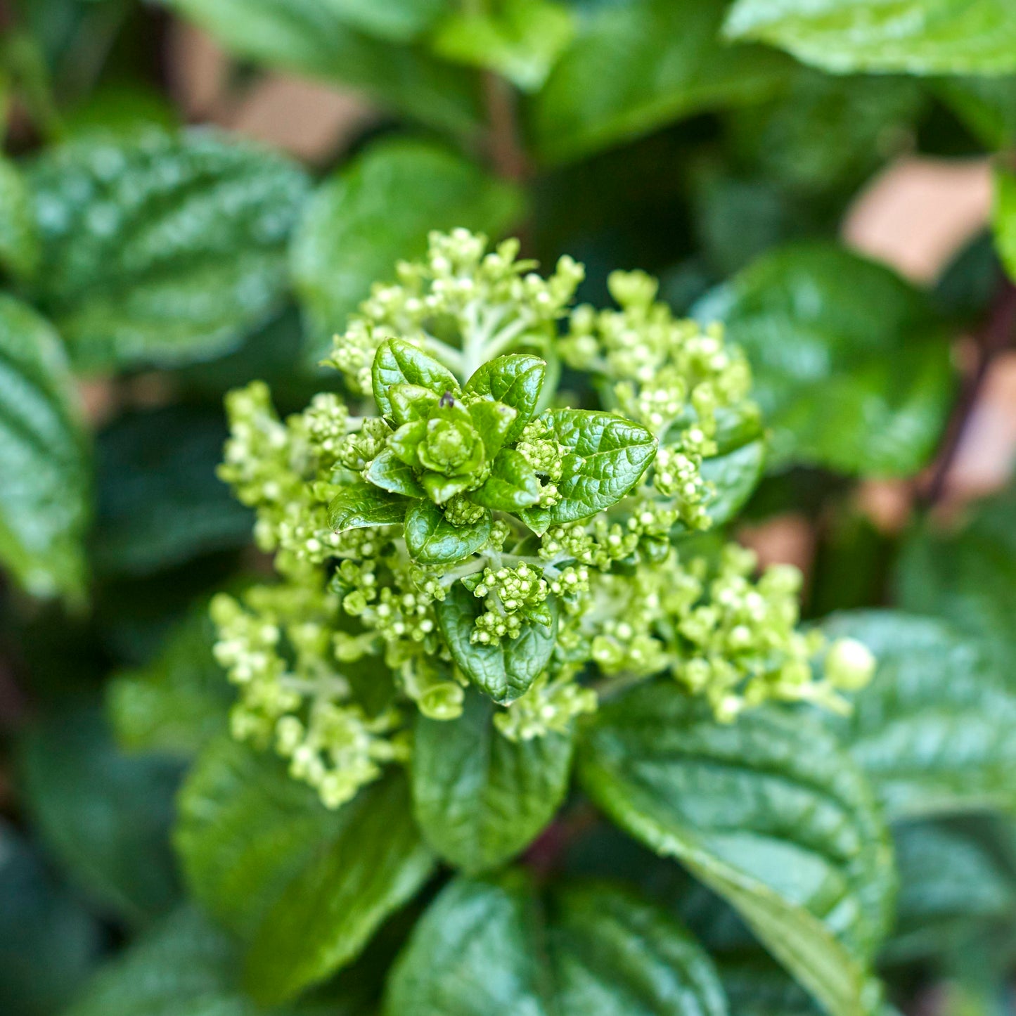 Hydrangea paniculata - pink