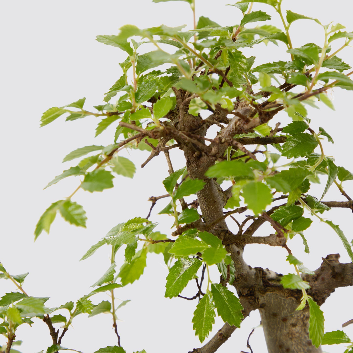 bonsai