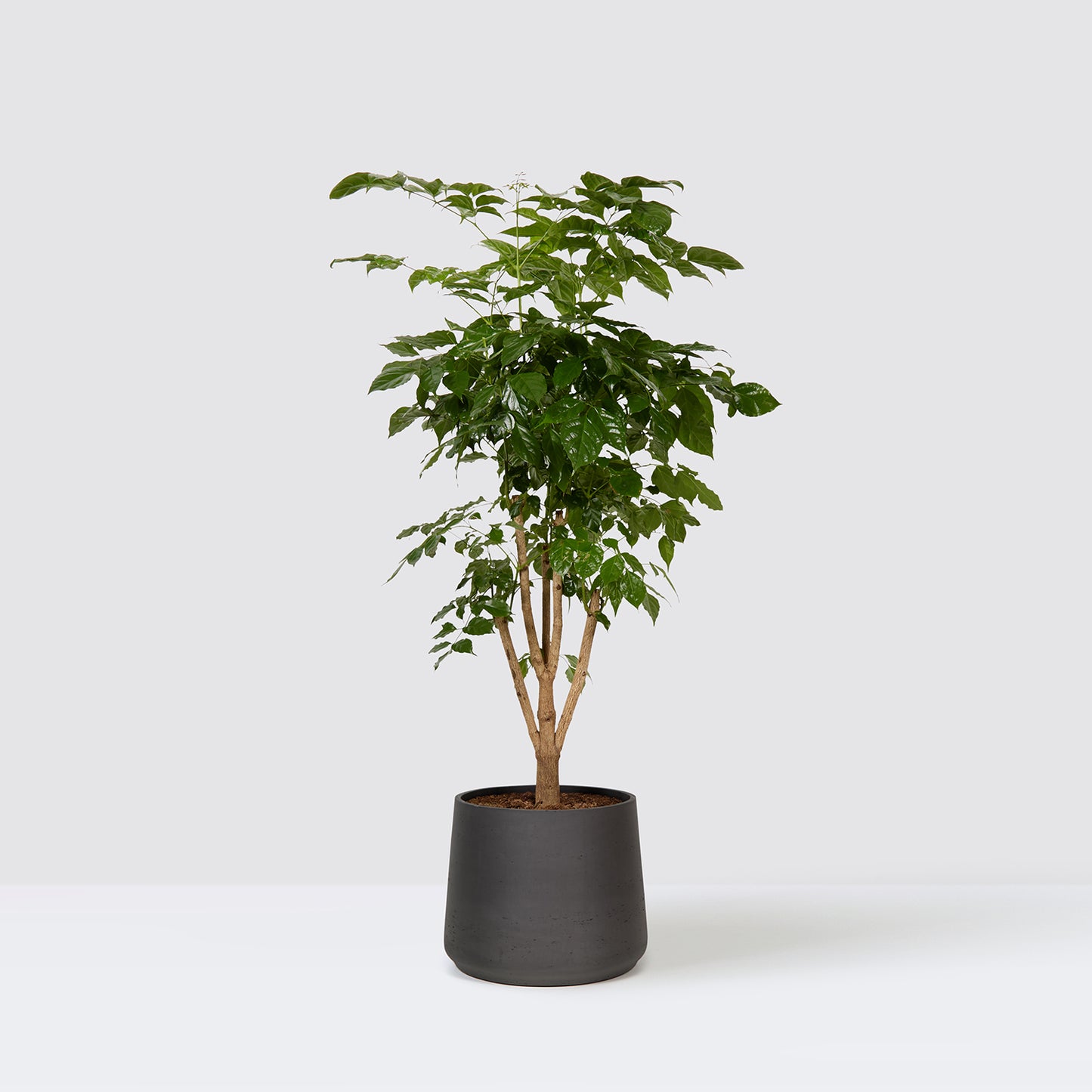 pot