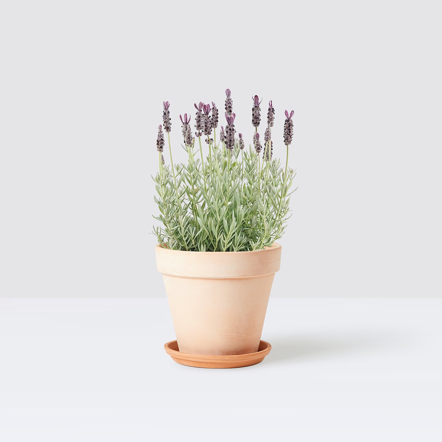2 lavender