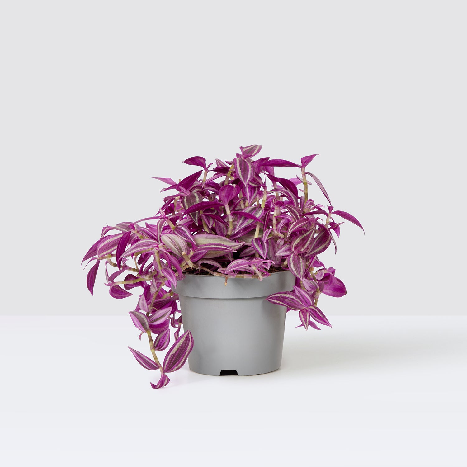 pot