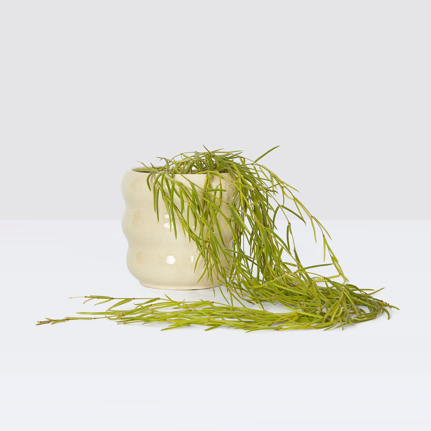 3-Hoya linearis | Patch