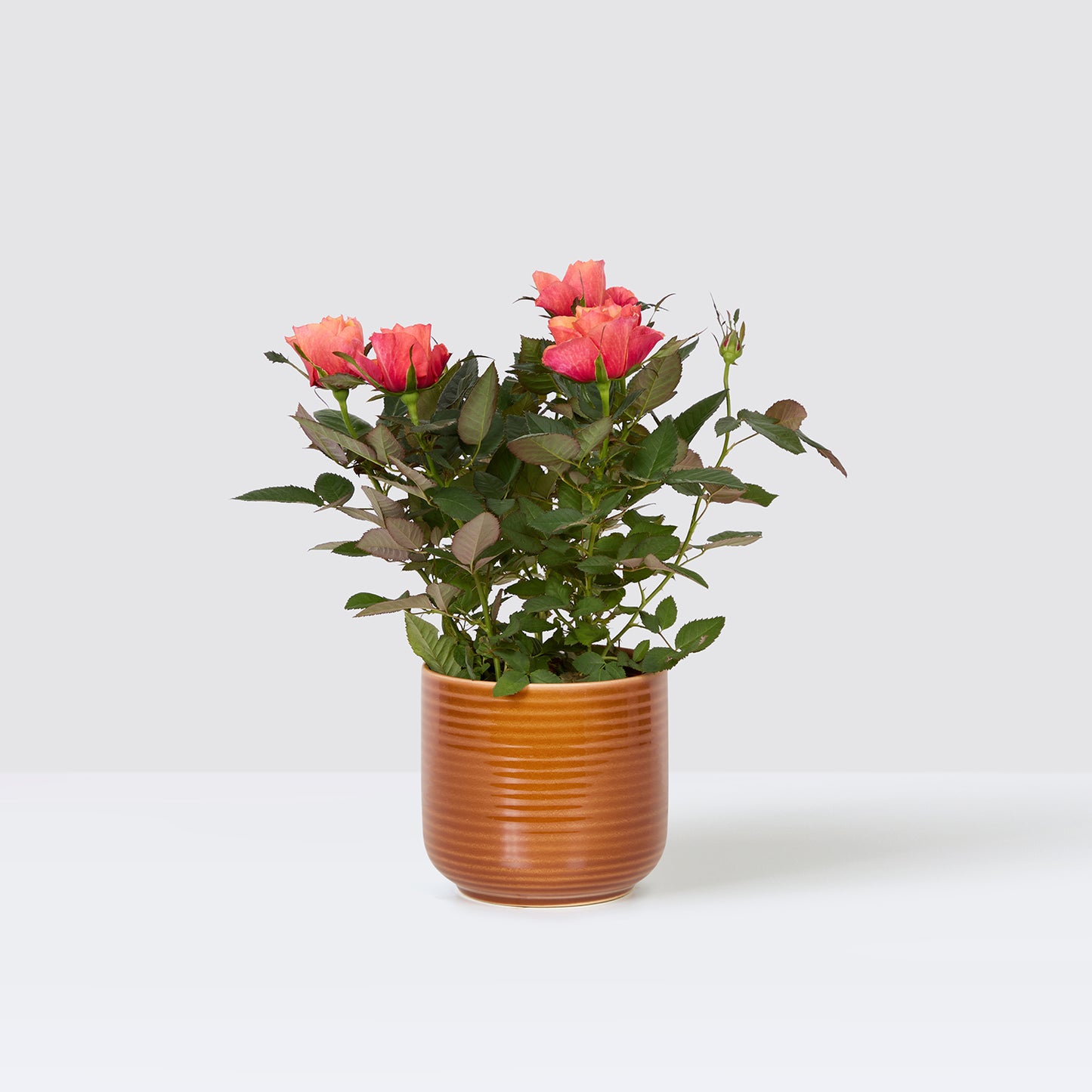 pot