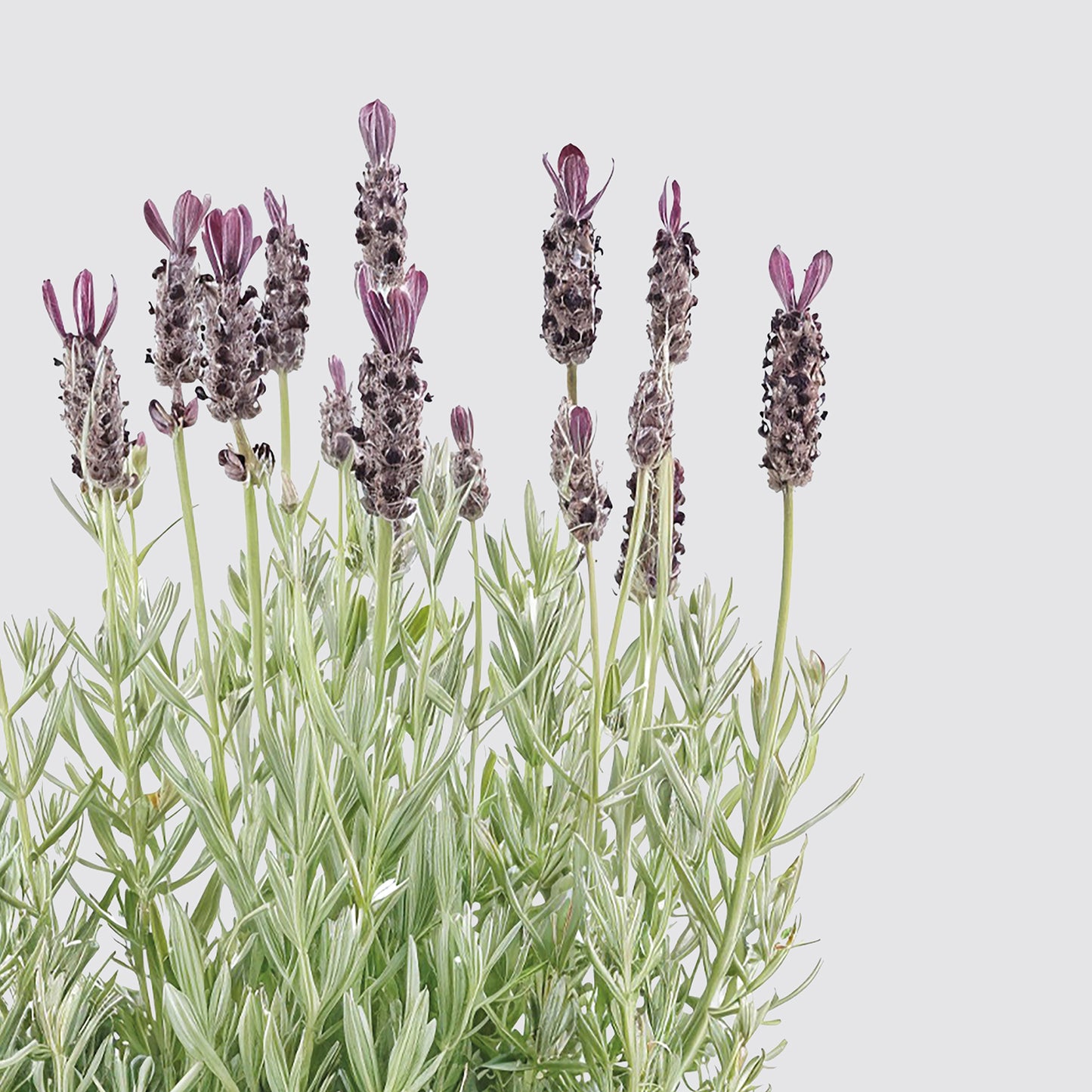 3 lavender