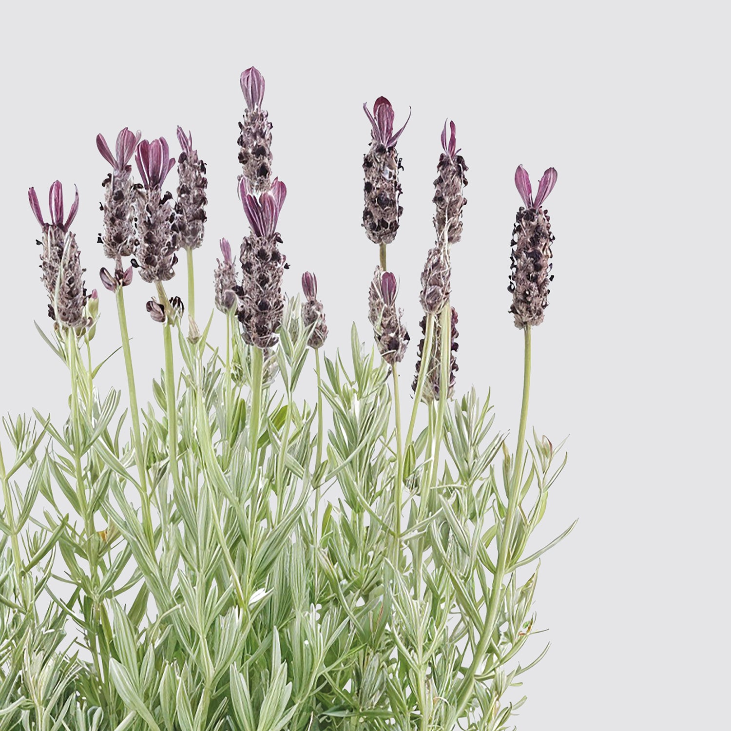 3 lavender