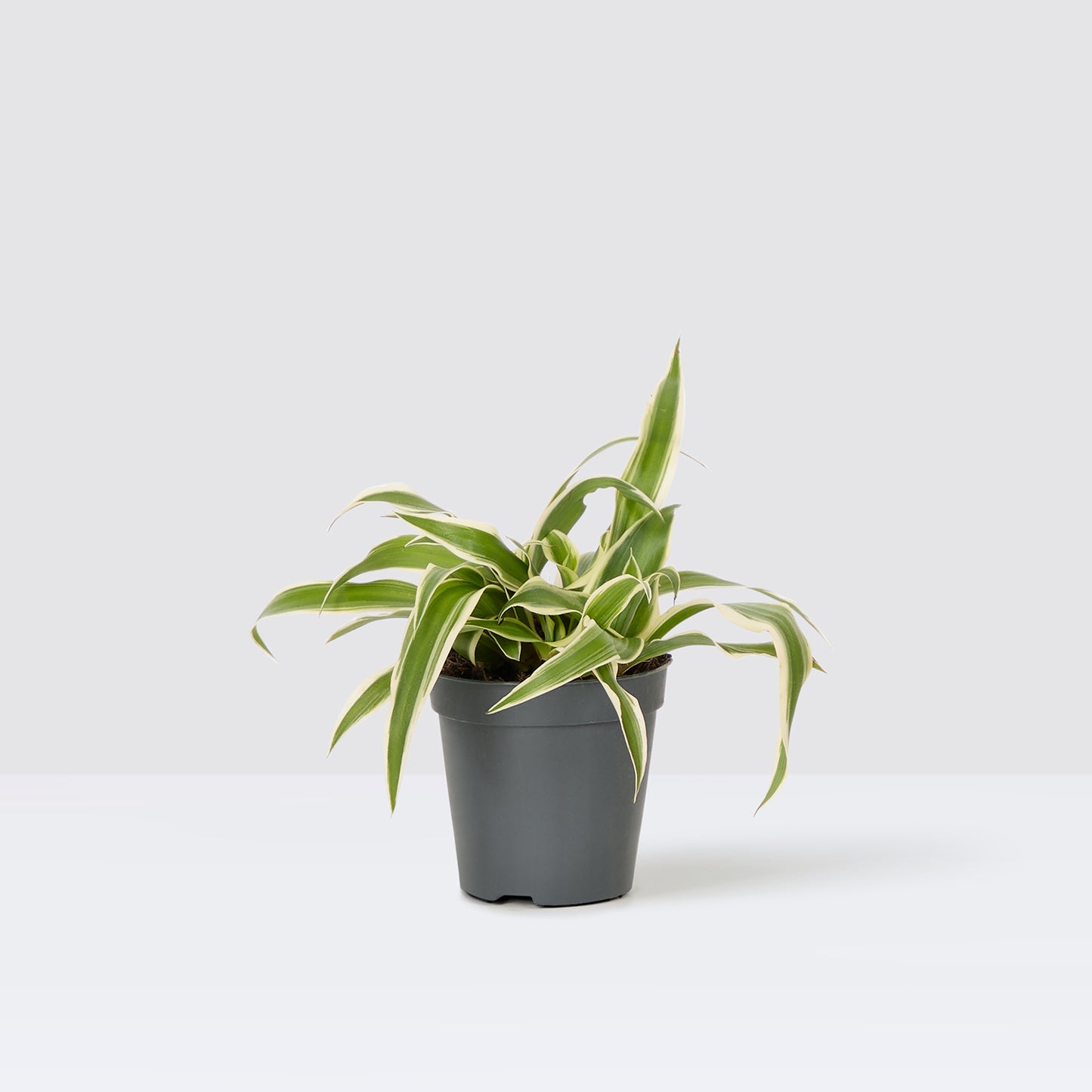 pot