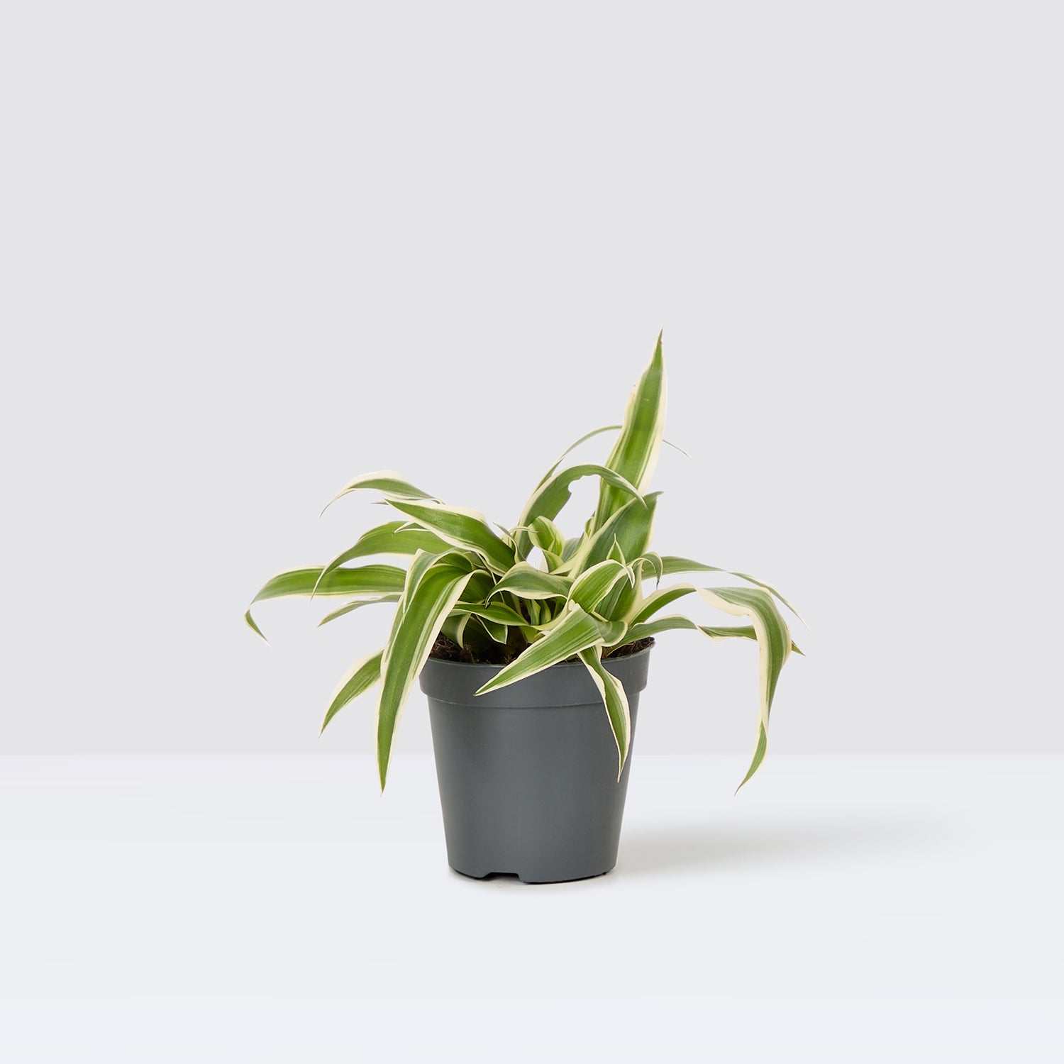 pot